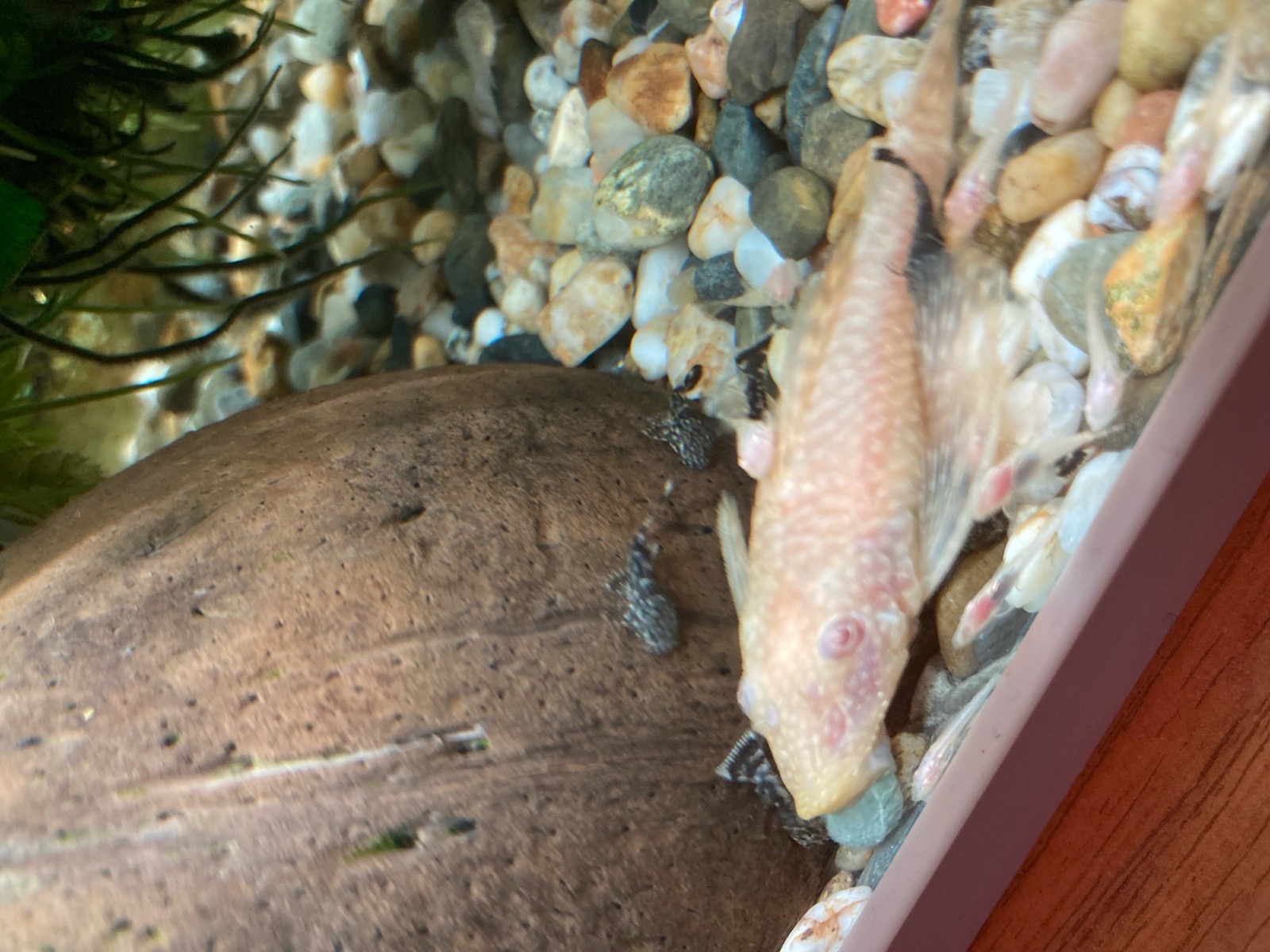 Ancistrus gold a tmavý