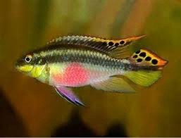 Pelvicachromis pulcher