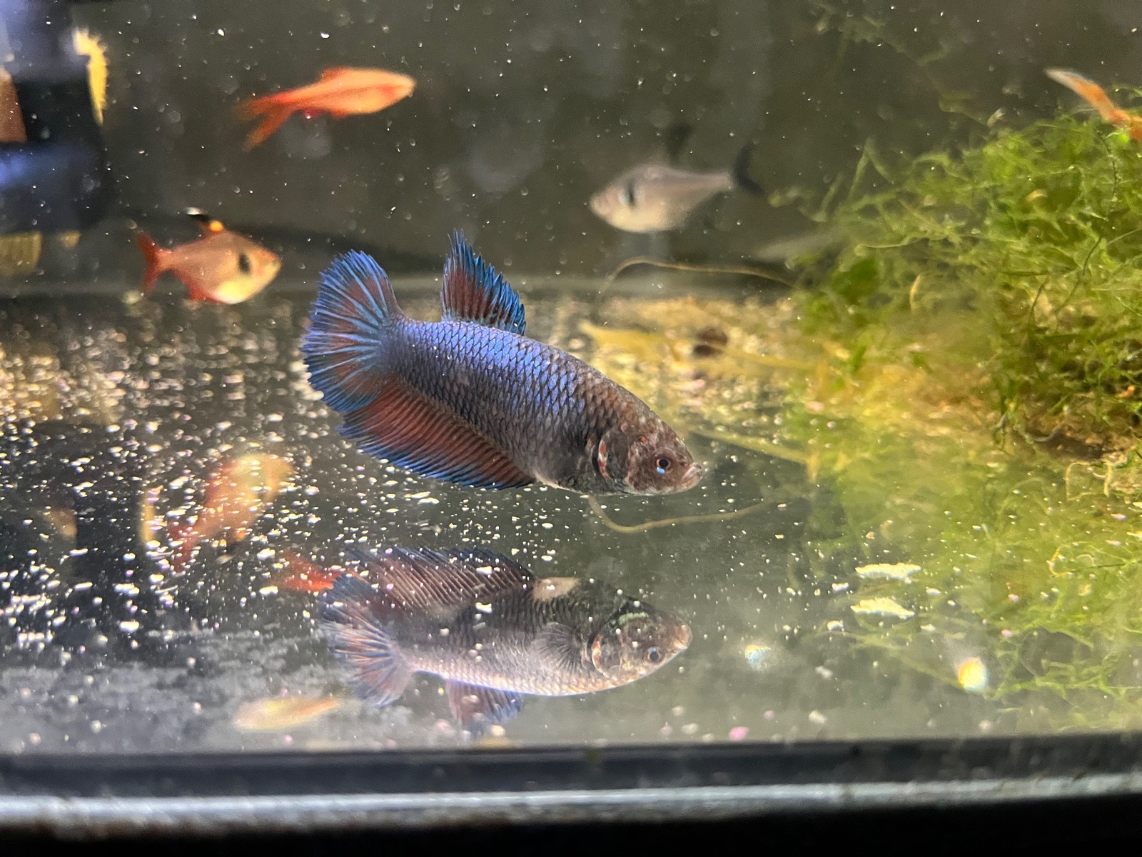 Samice betty bojovnice.