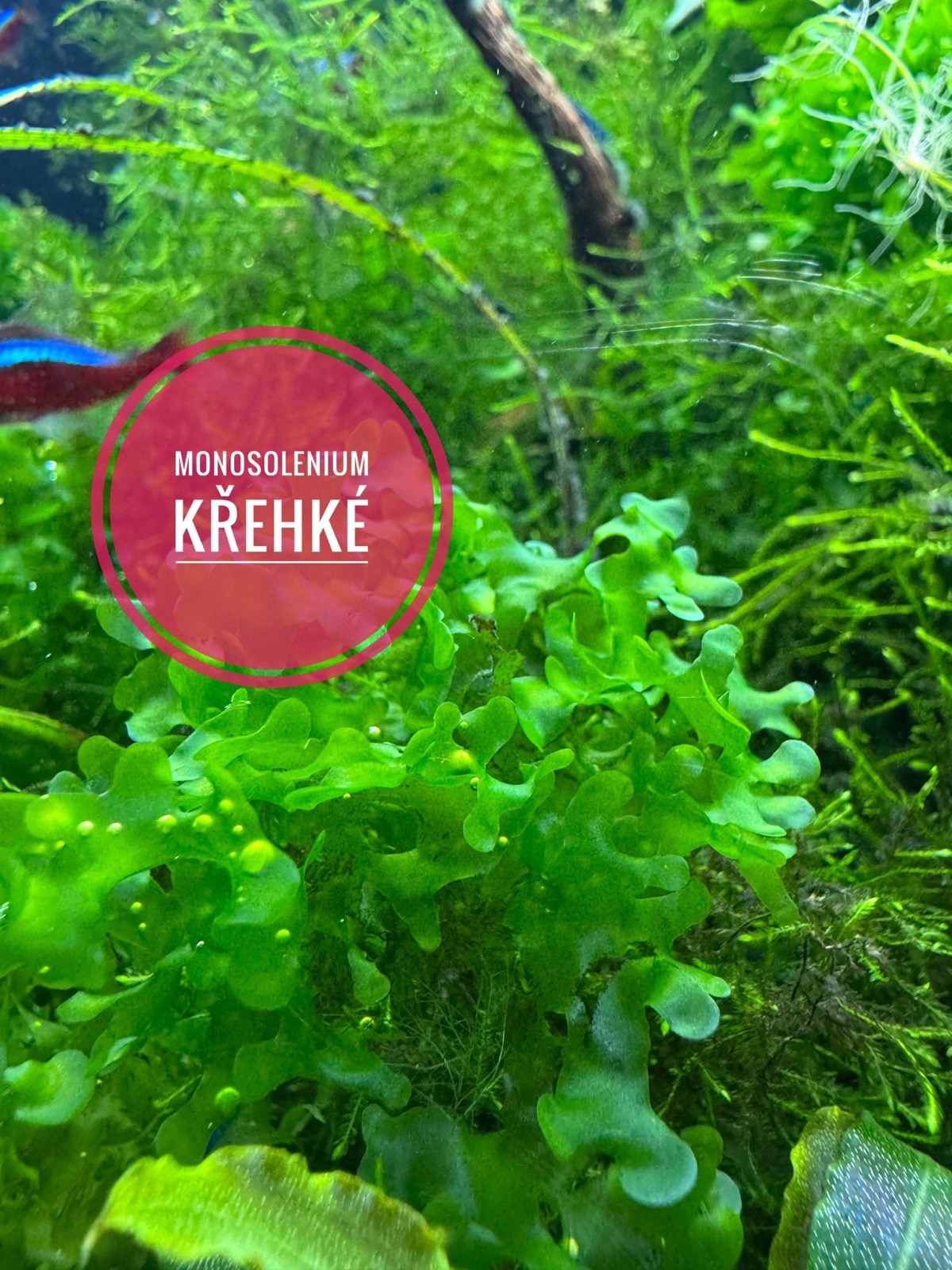 Monosolenium křehké