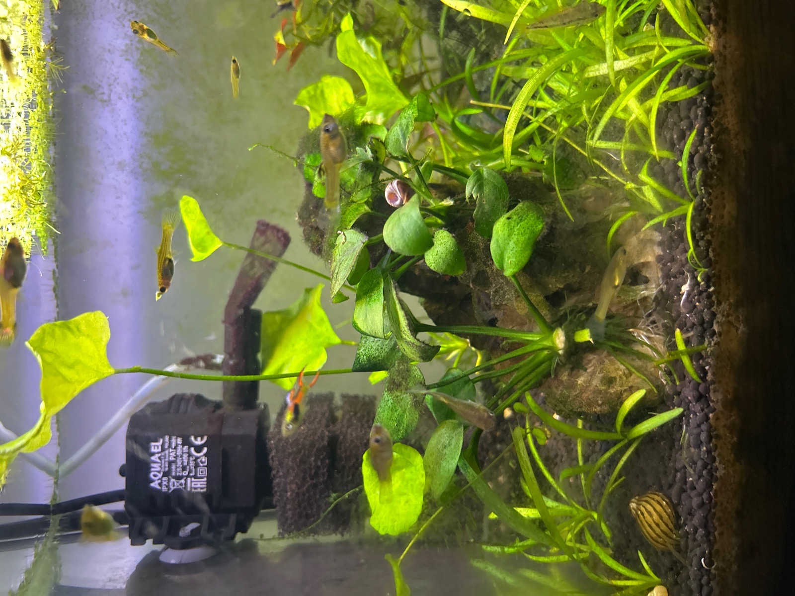 Živorodky endlerovy mix