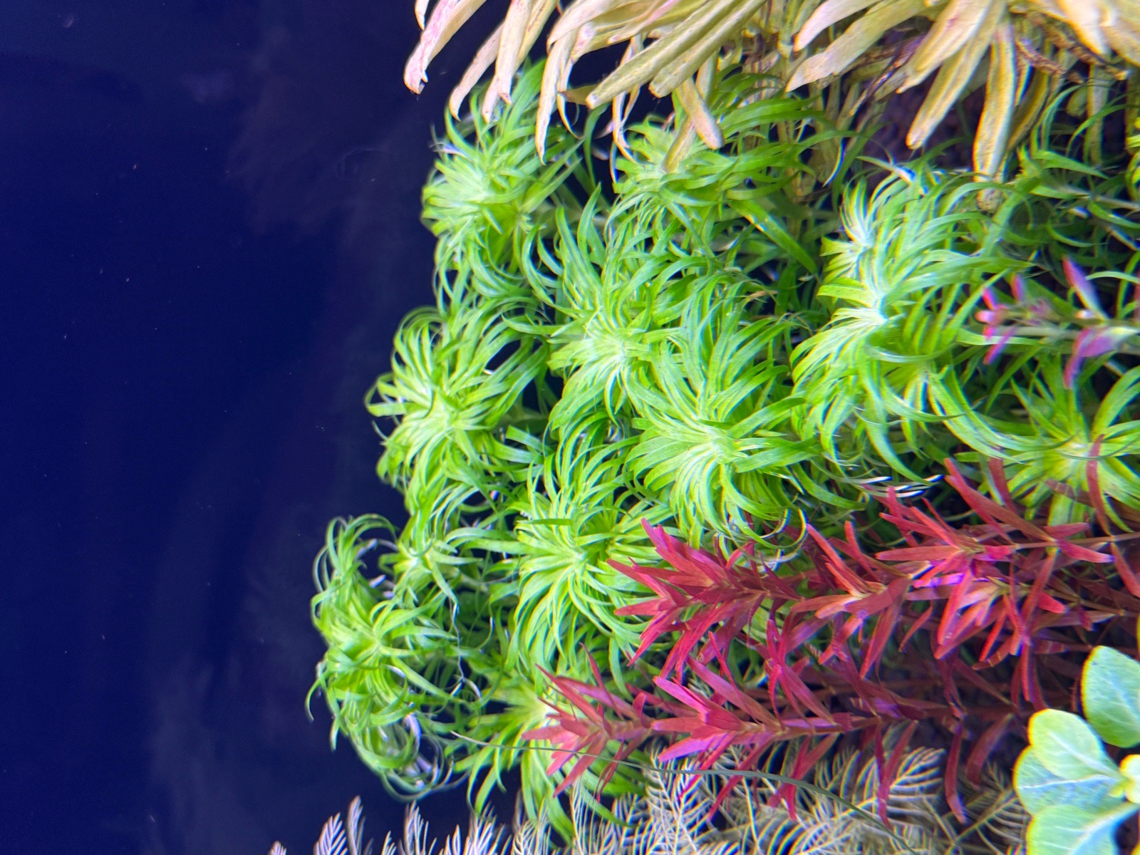Syngonanthus Belem