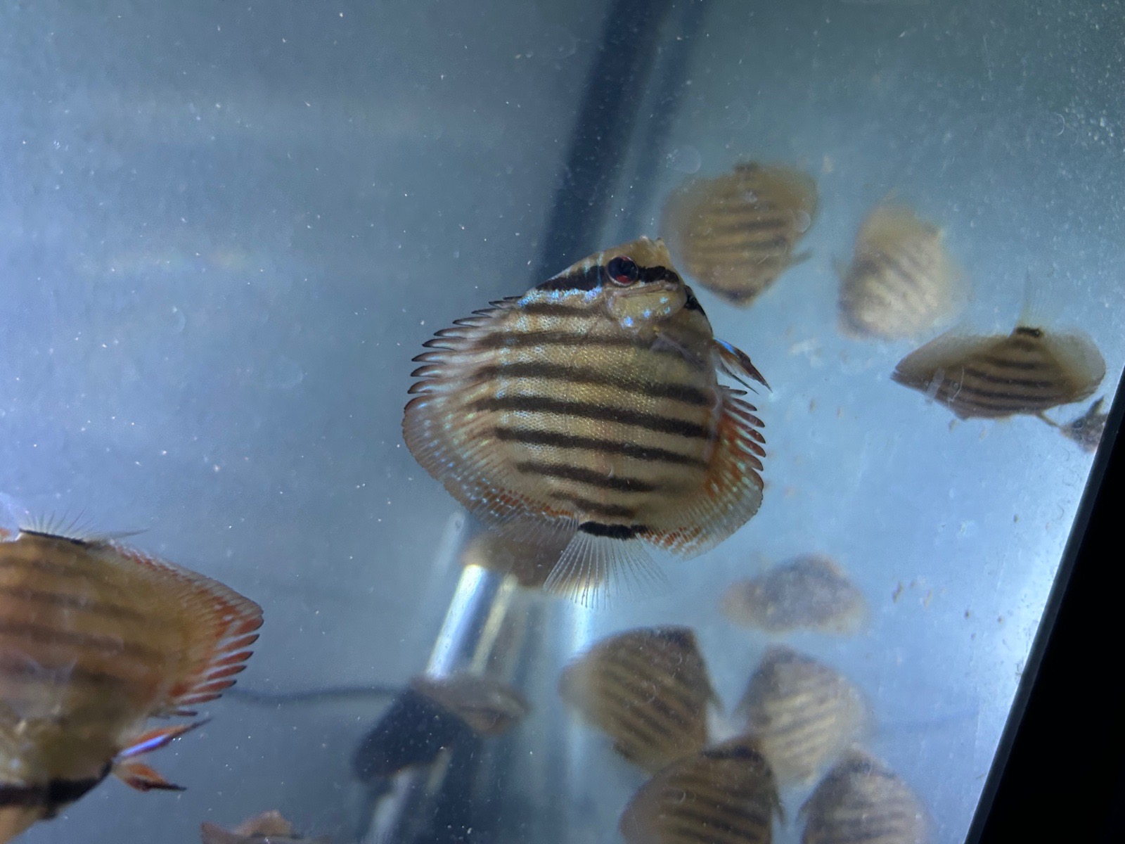 Terčovec - Terčovci - terčovce - discus