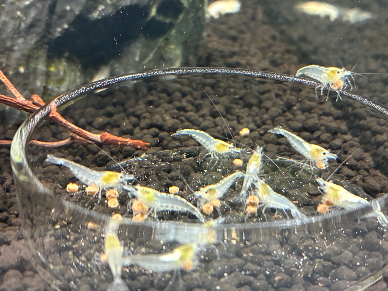 Krevetky bíle White Pearl