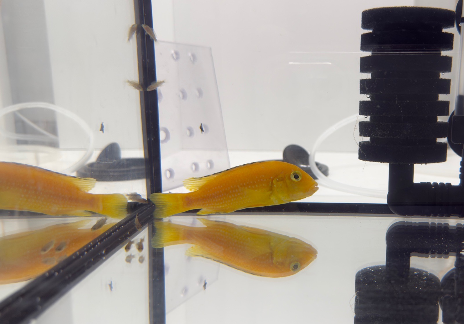 Tlamovec černoploutvý (Labidochromis caeruleus sp. 'Yellow')
