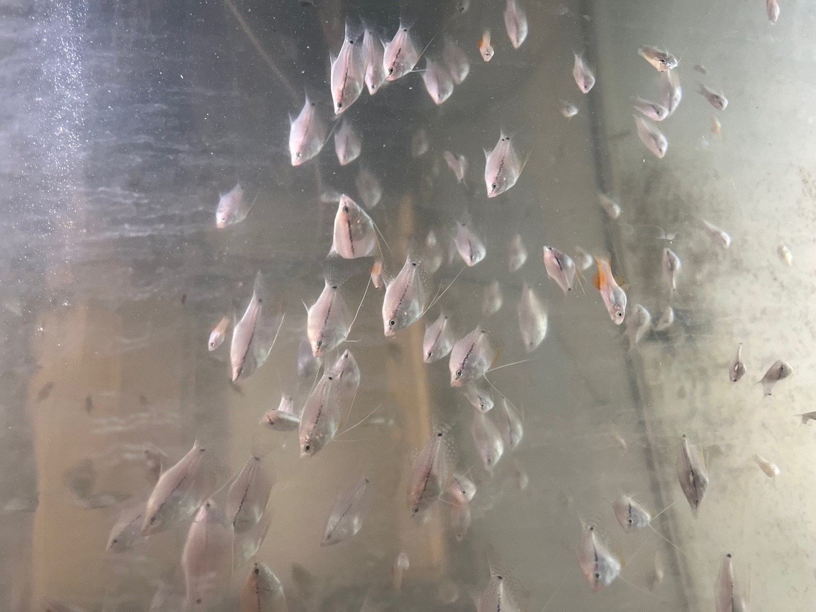 Čichavec perleťový