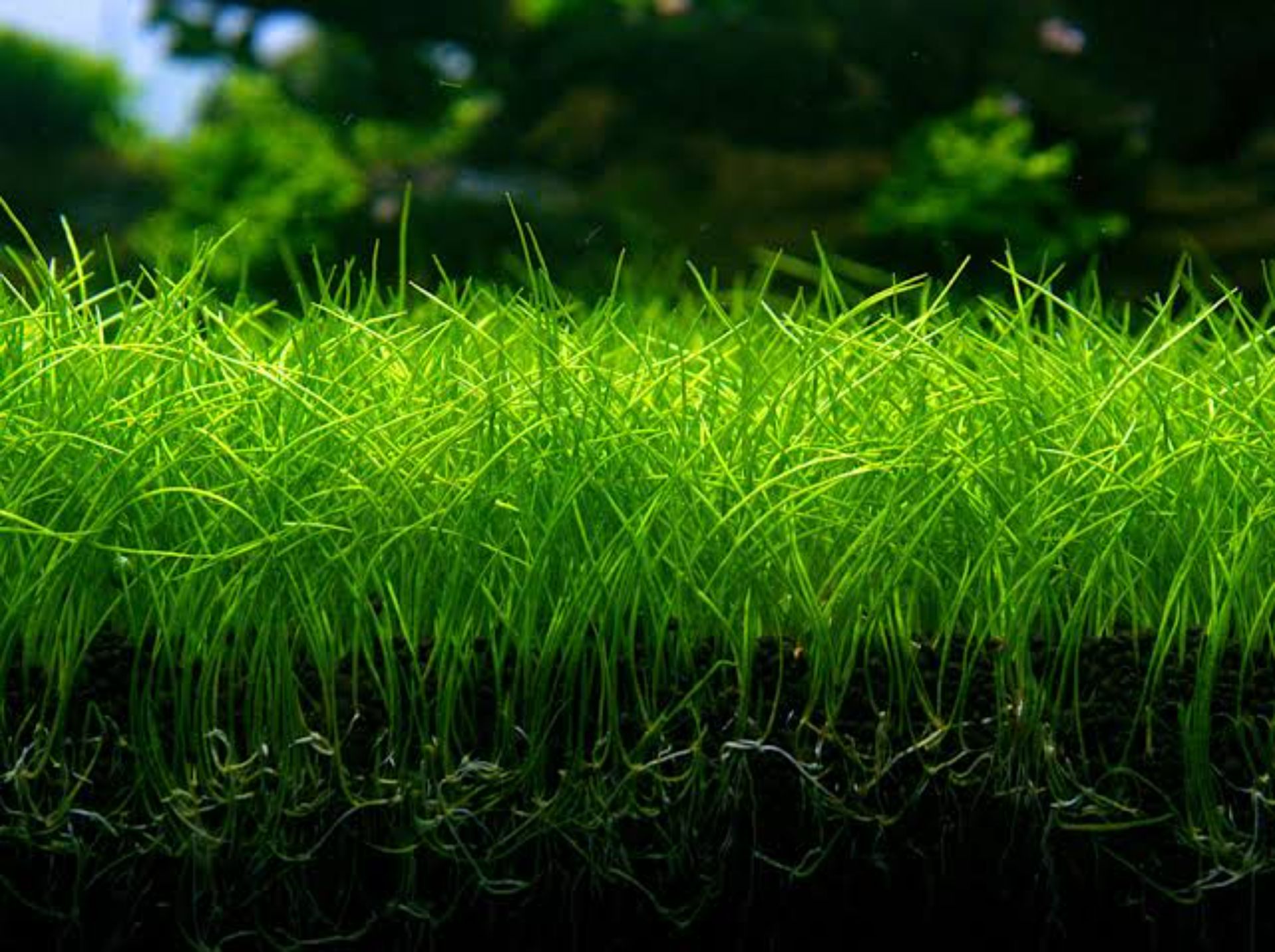 Eleocharis parvula / Bahnička drobná