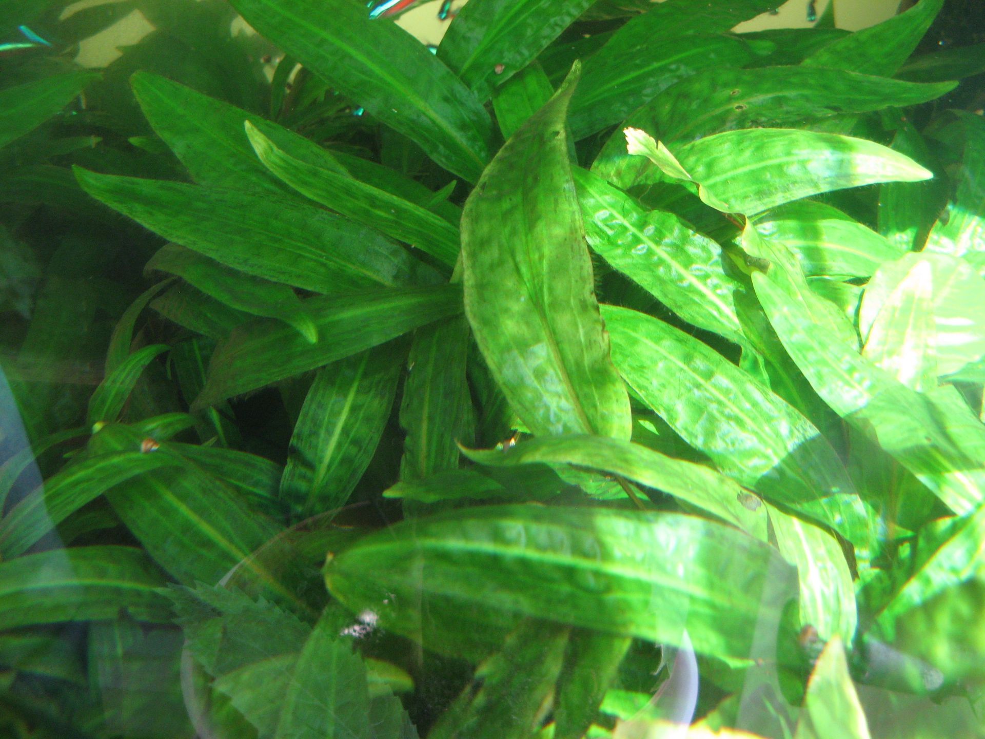Akvarijní rostlinky Cryptocoryne