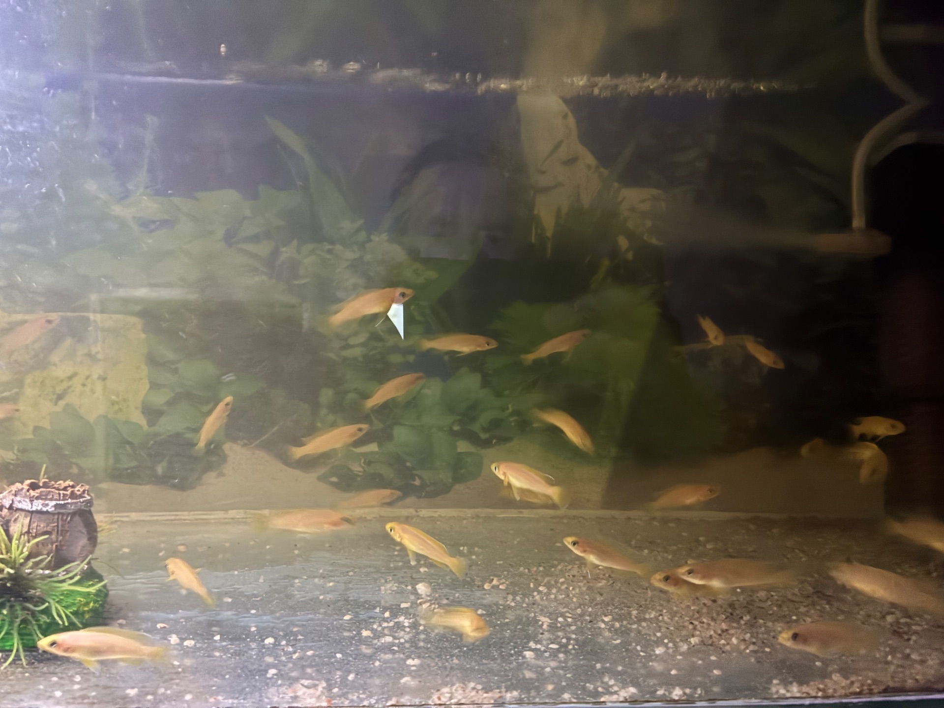 Neolamprologus leleupi