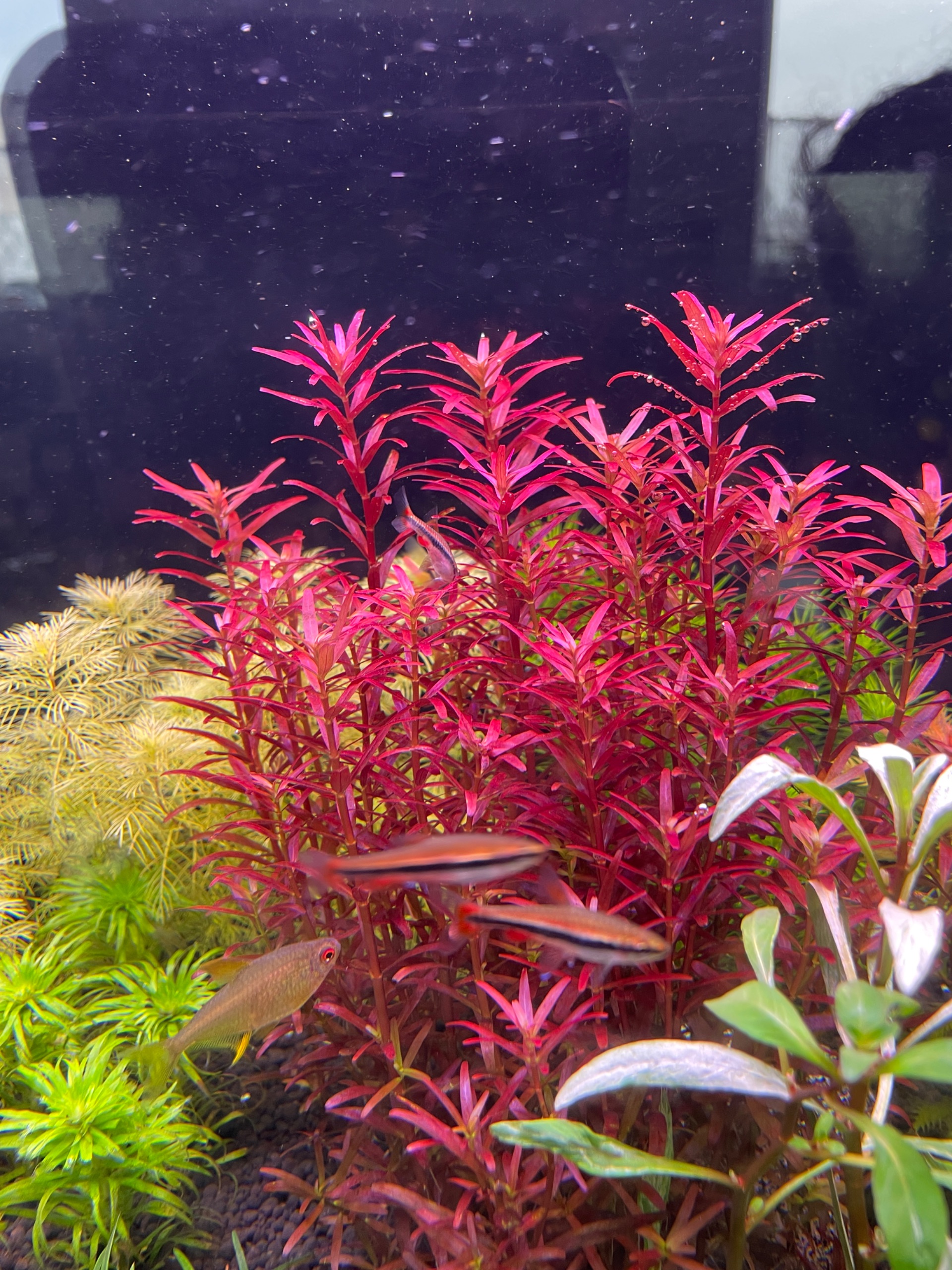 Rotala Singapore Blood Red