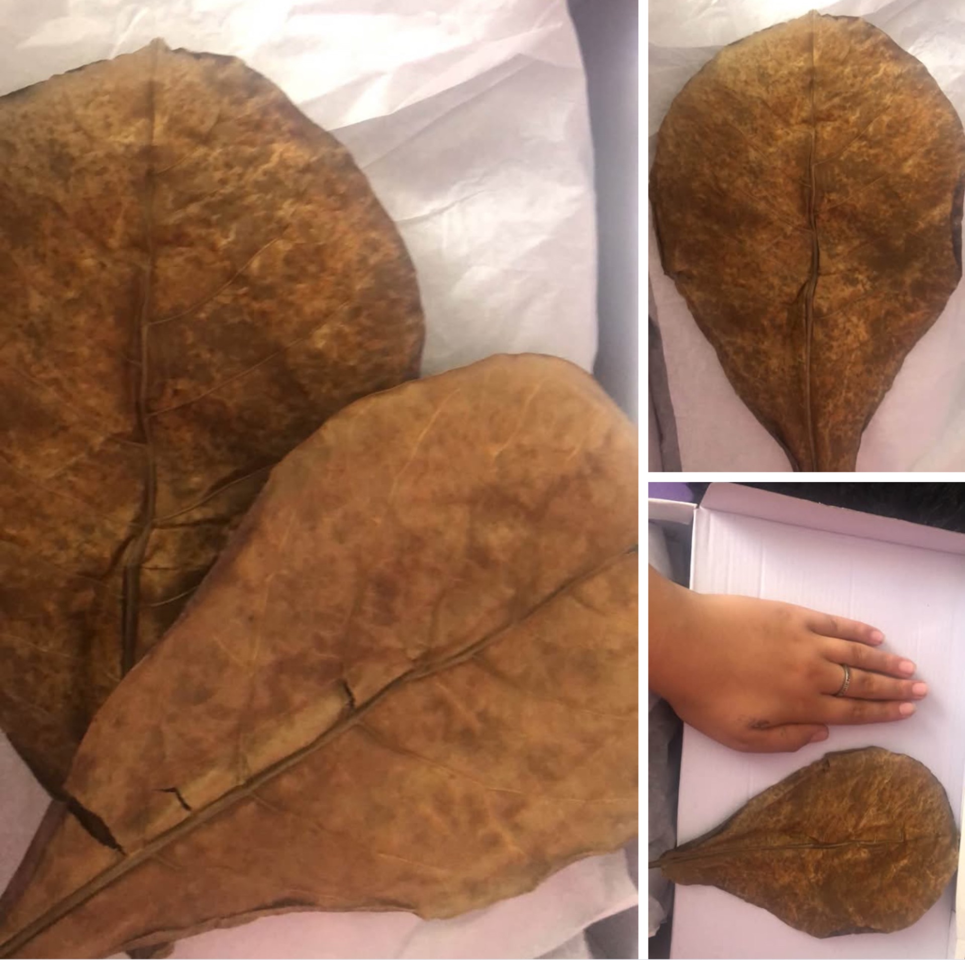 Listy mandlovníku mořského 5ks