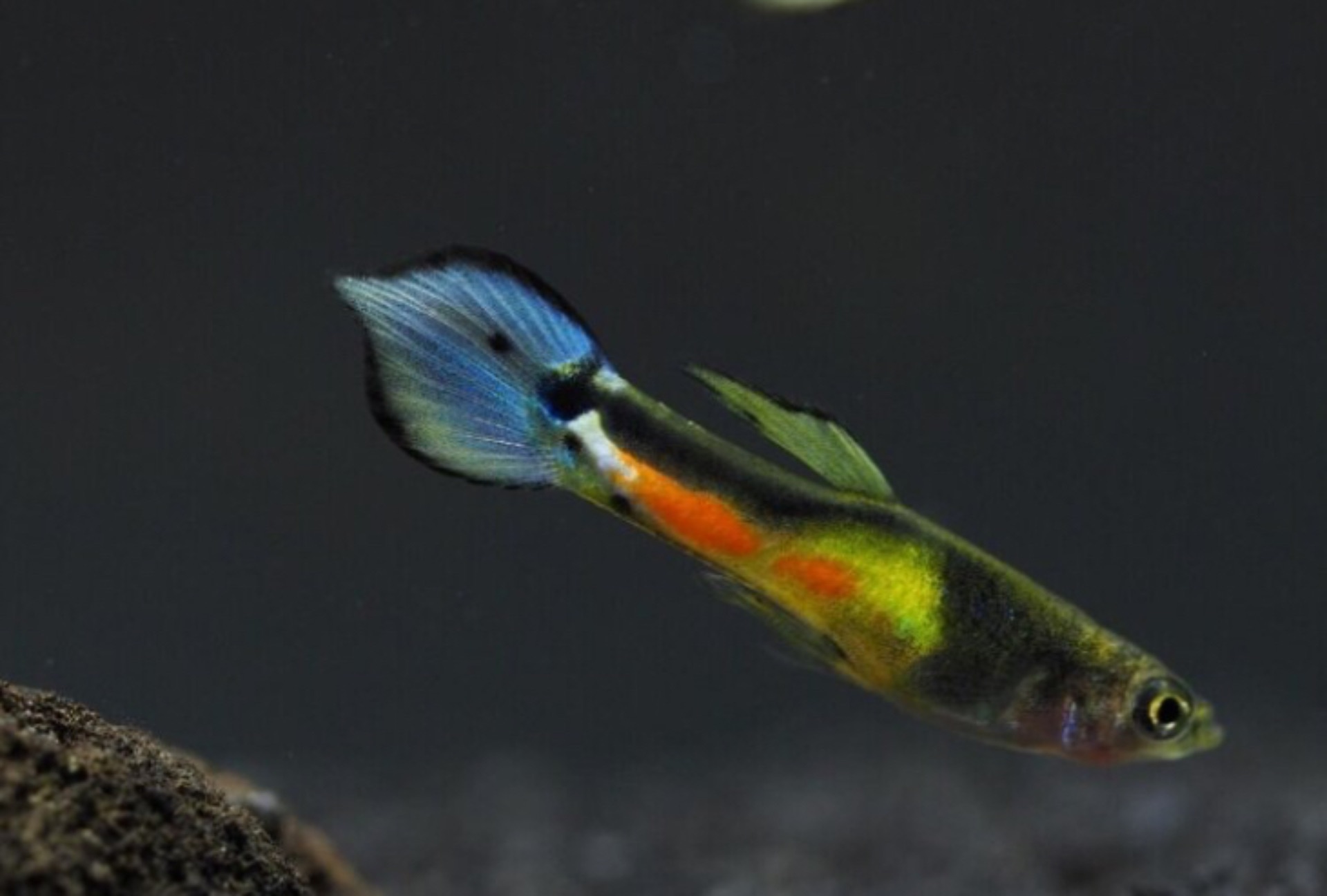 Živorodka Endlerova