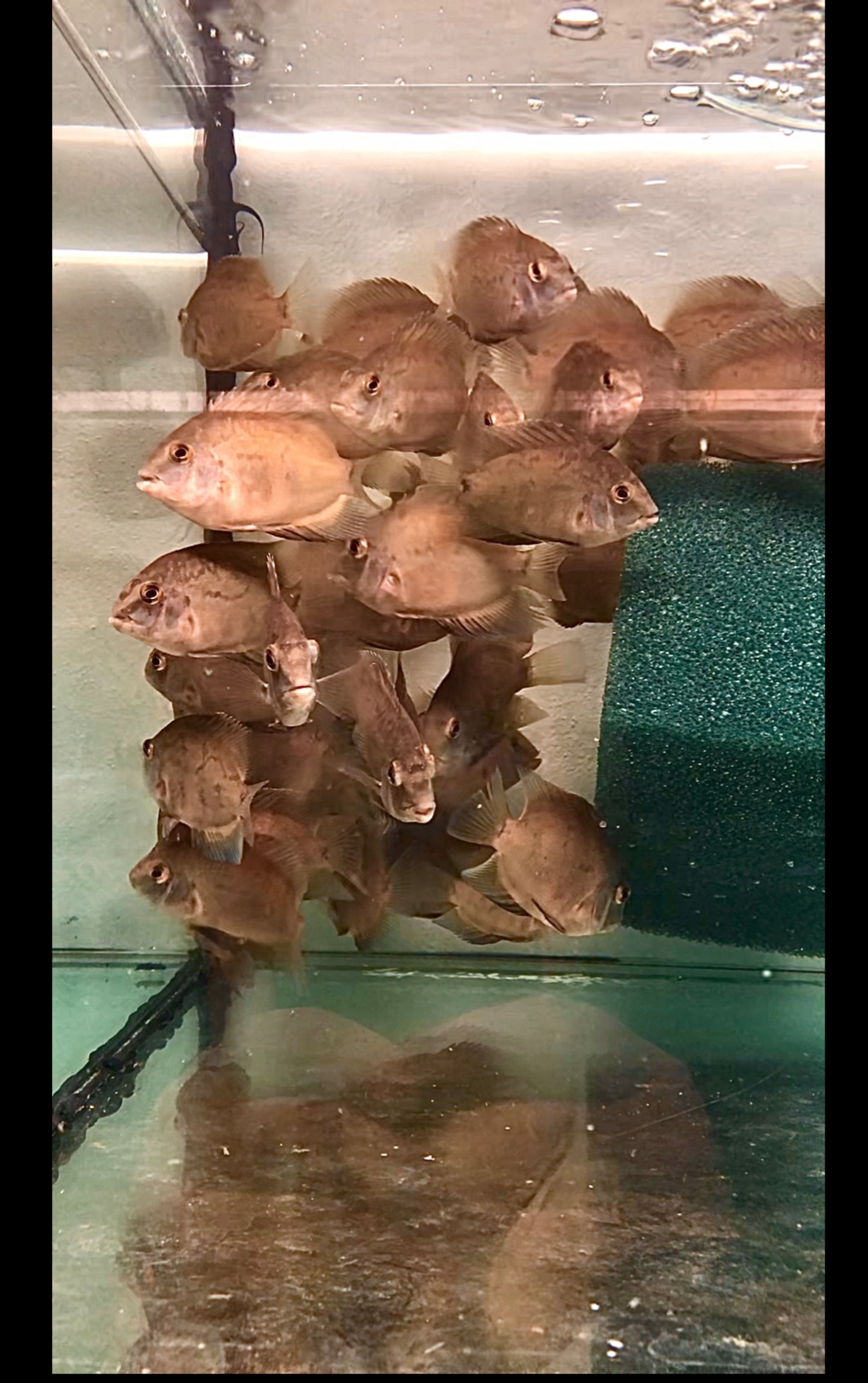 Cichlida klinoskvrnna 7-9 cm