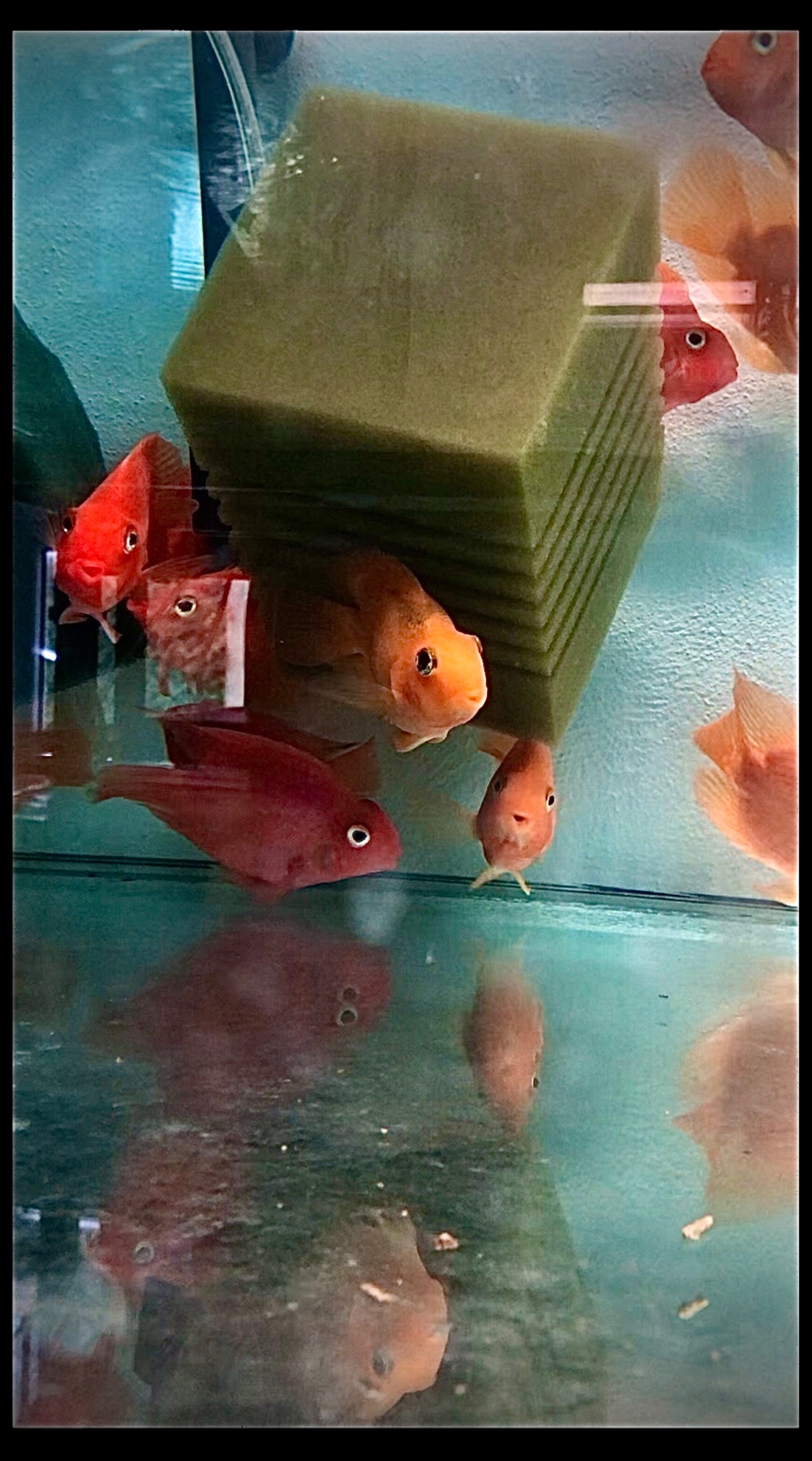 Sonntagsverkauf Kožlany