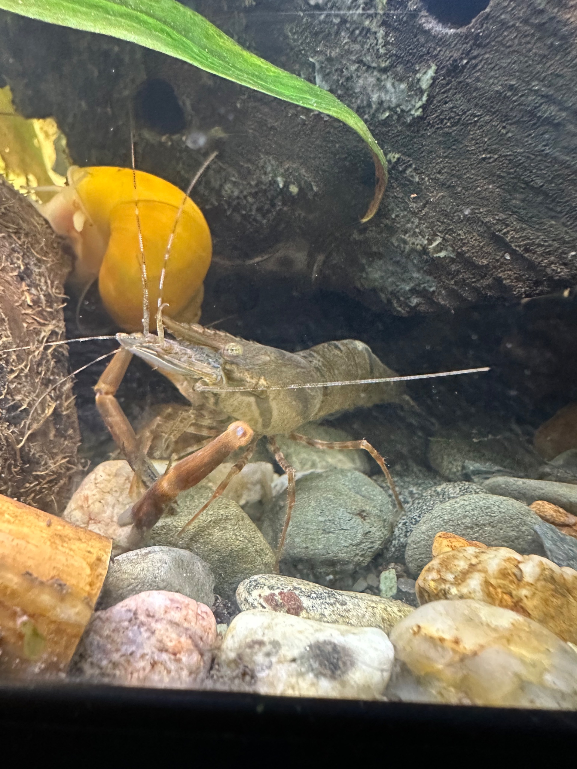 Krevetka čokoládová