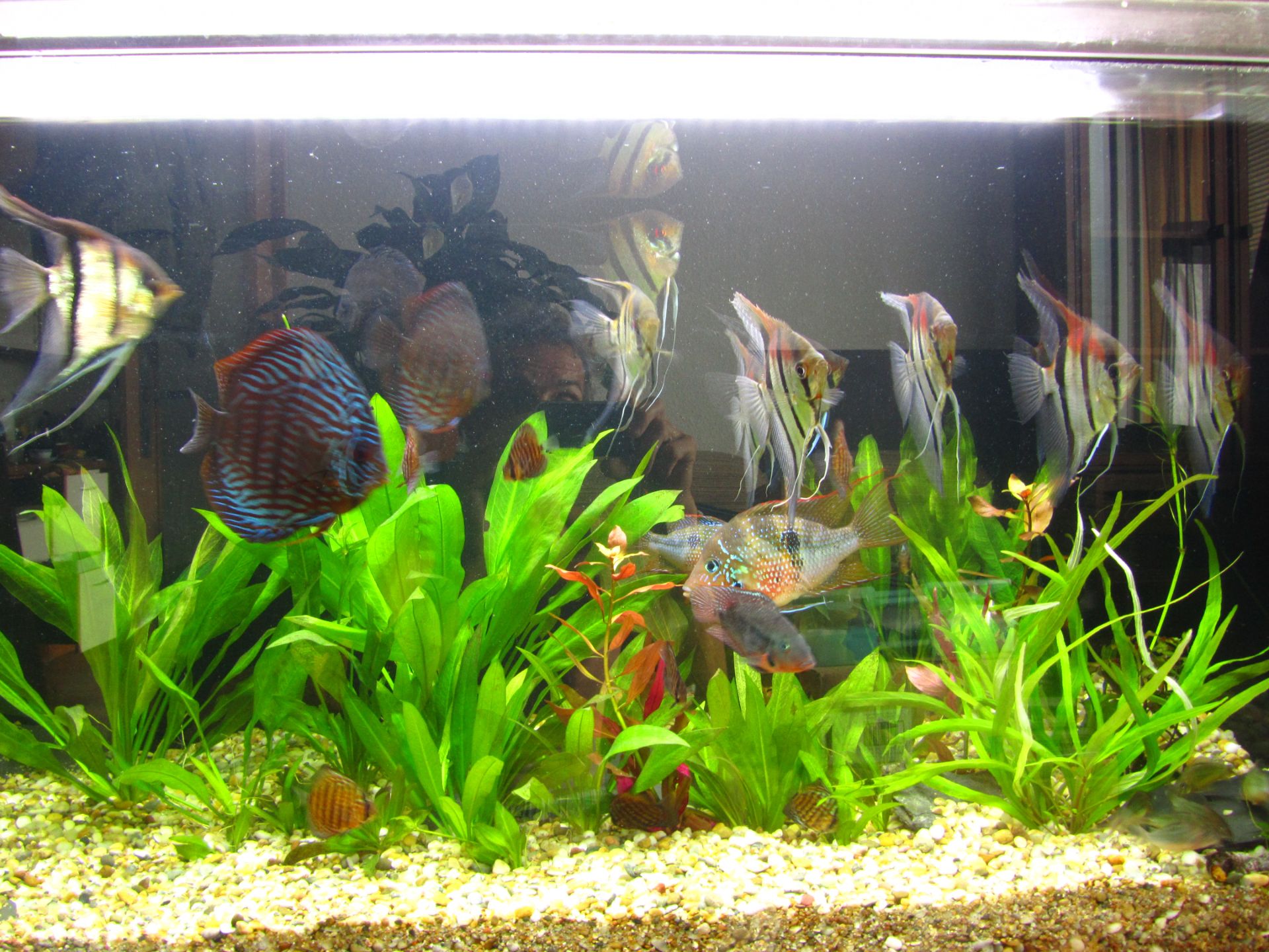 Levamisol-roztok-léčivo odčervení,paraziti skaláry,terčovci