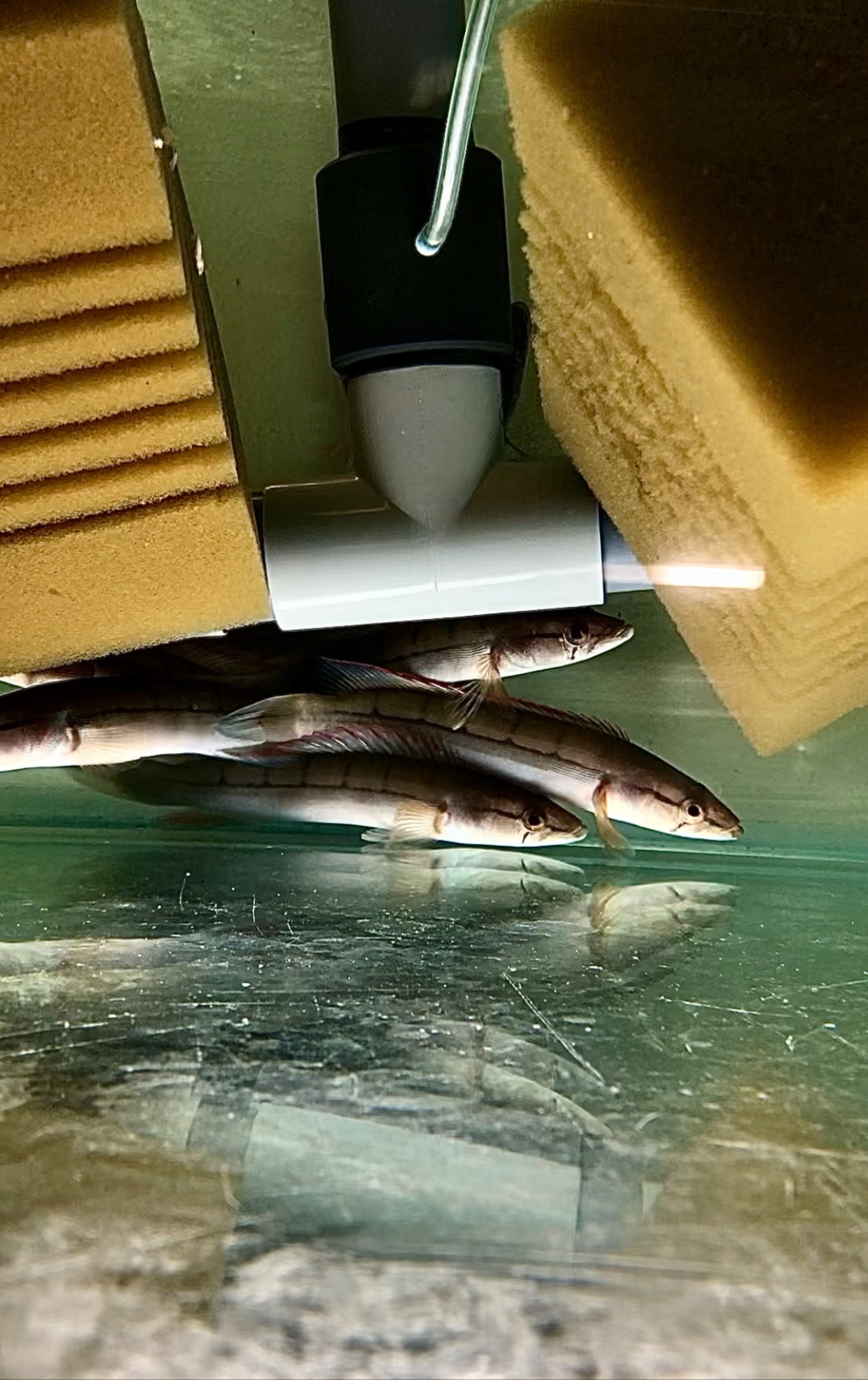 Crenicichla atabapo red