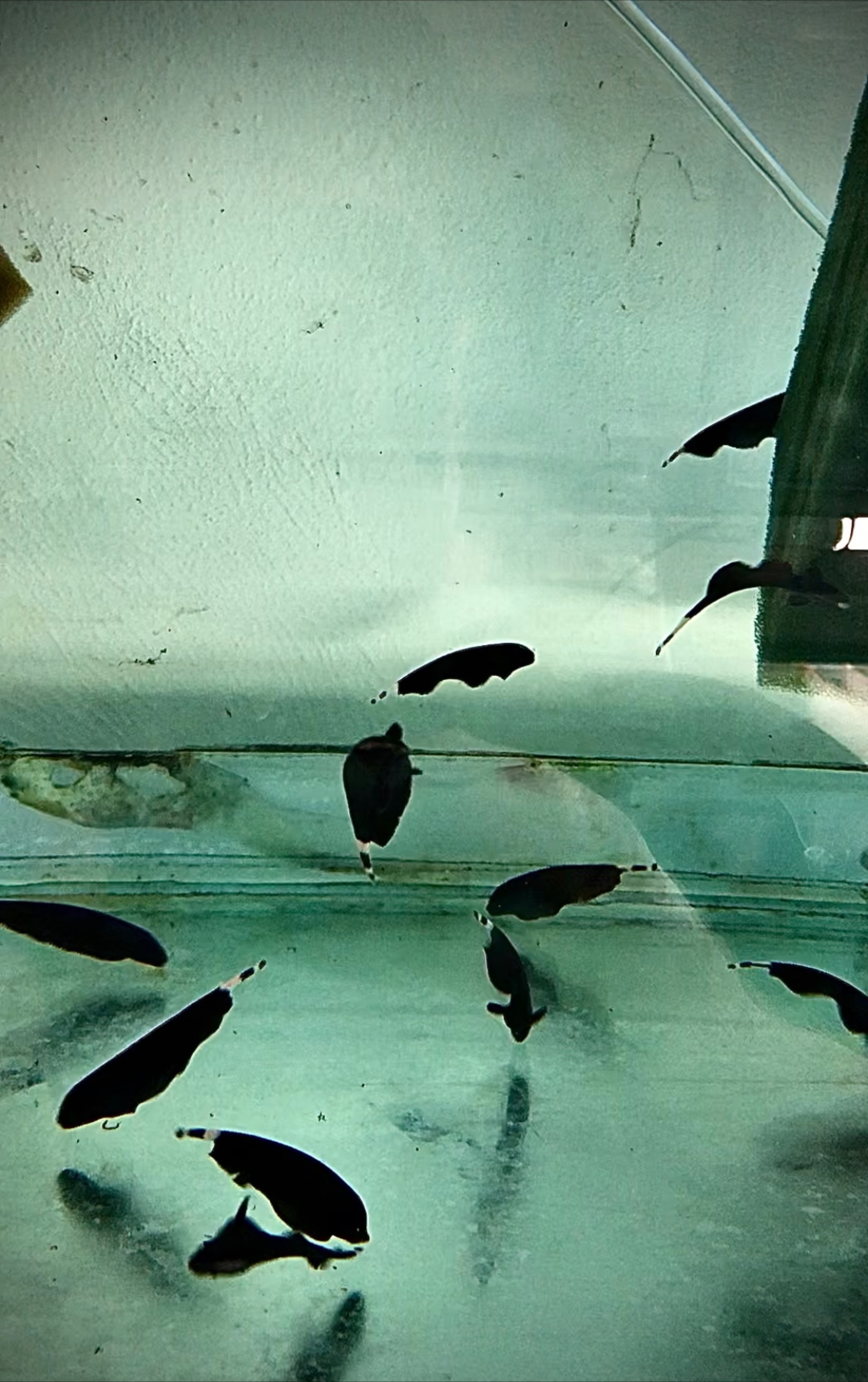 Sewelia lineolata, Apteronotus