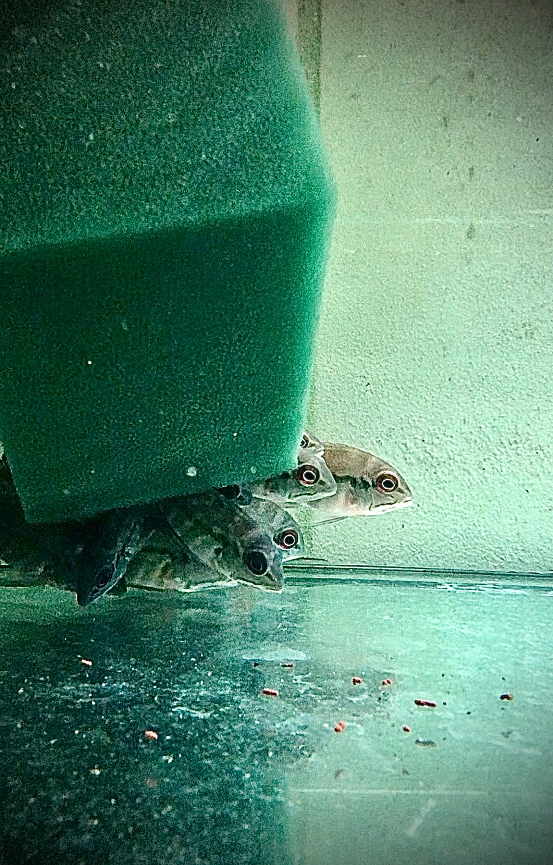 Hoplarchus psittacus