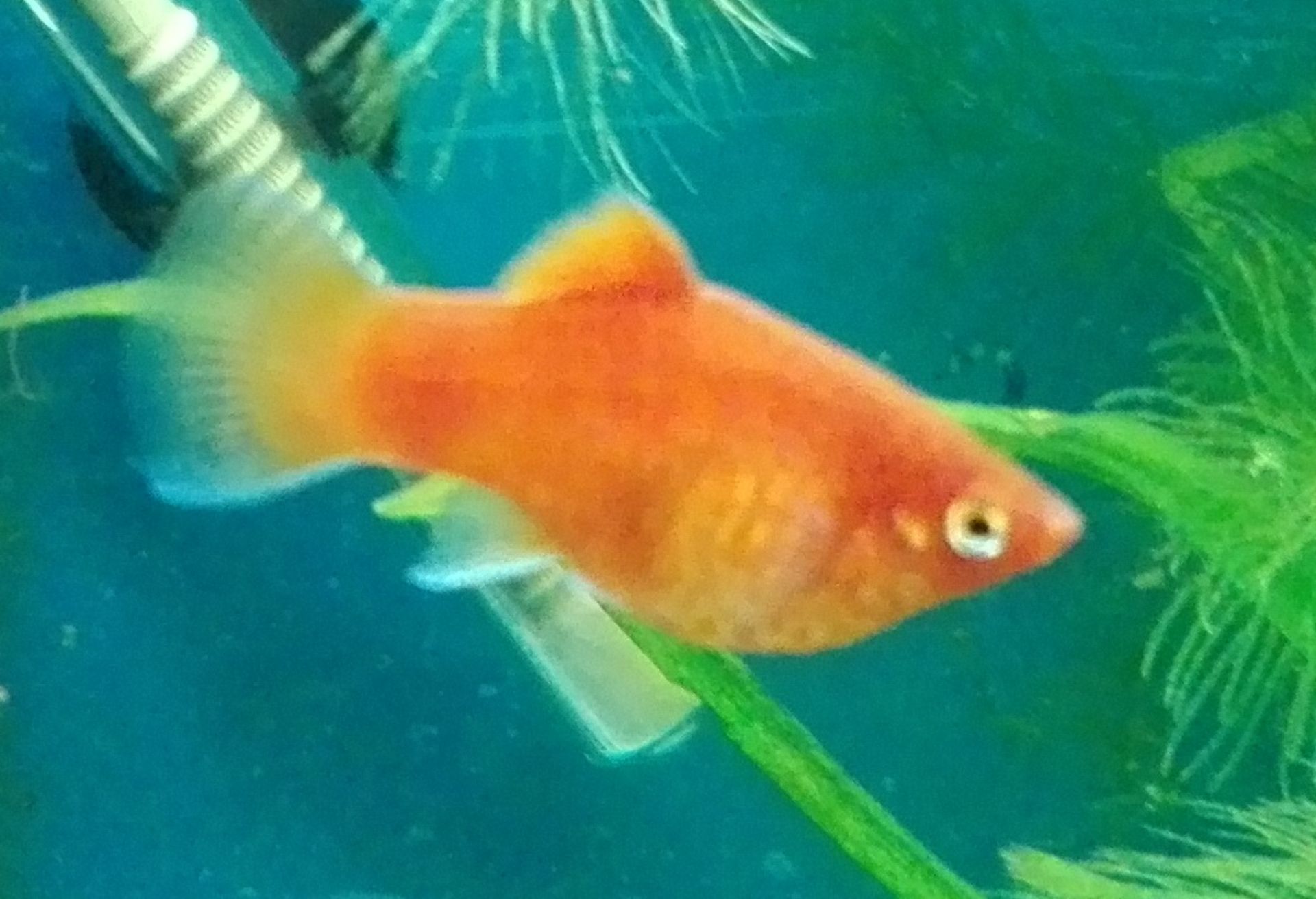 Plata czerwona - koralowa