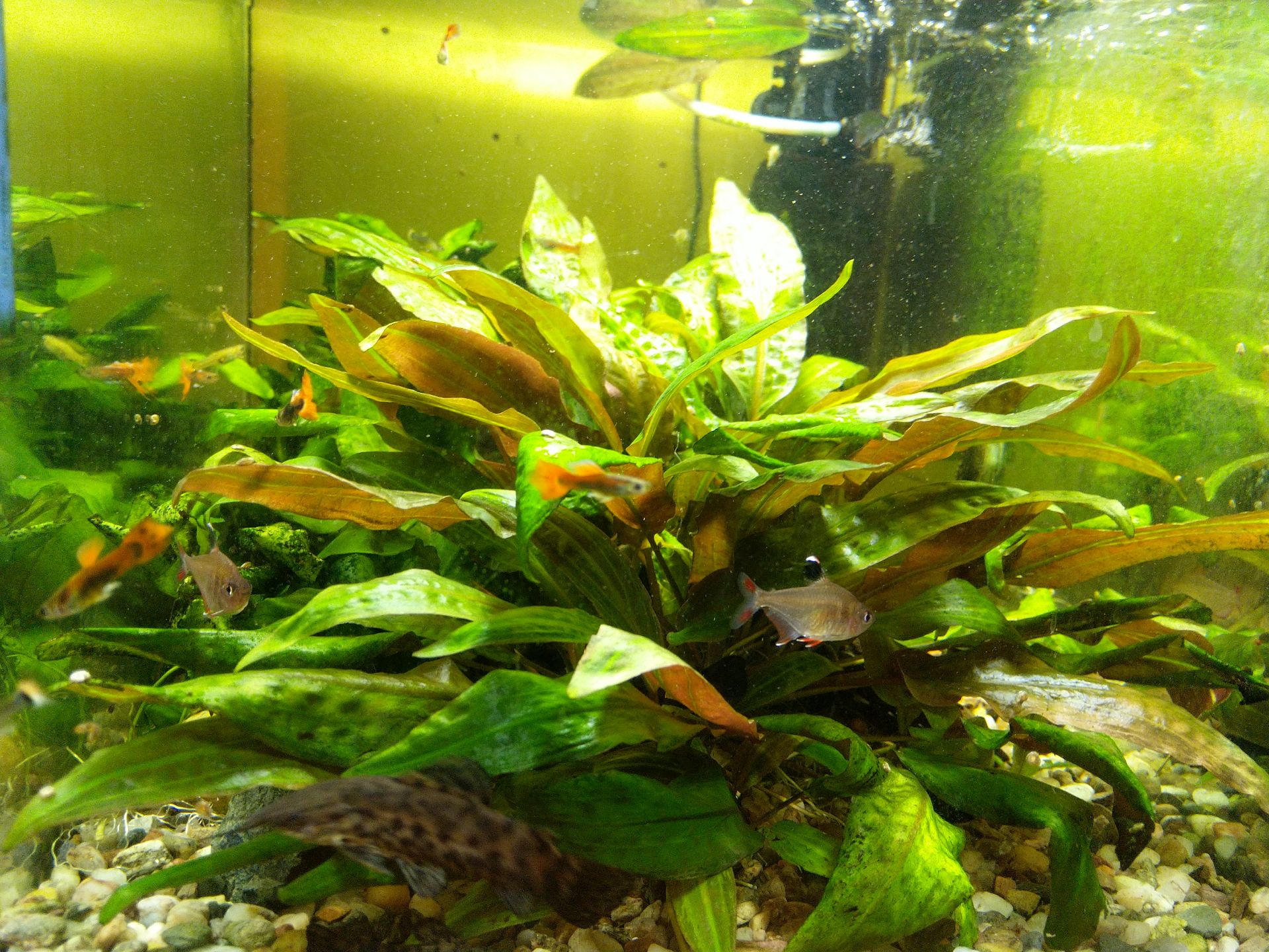 Cryptocoryne affinis