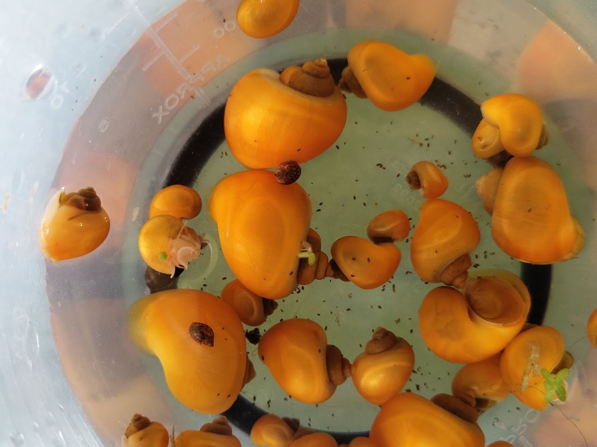 Ampulárka Pomacea canaliculata