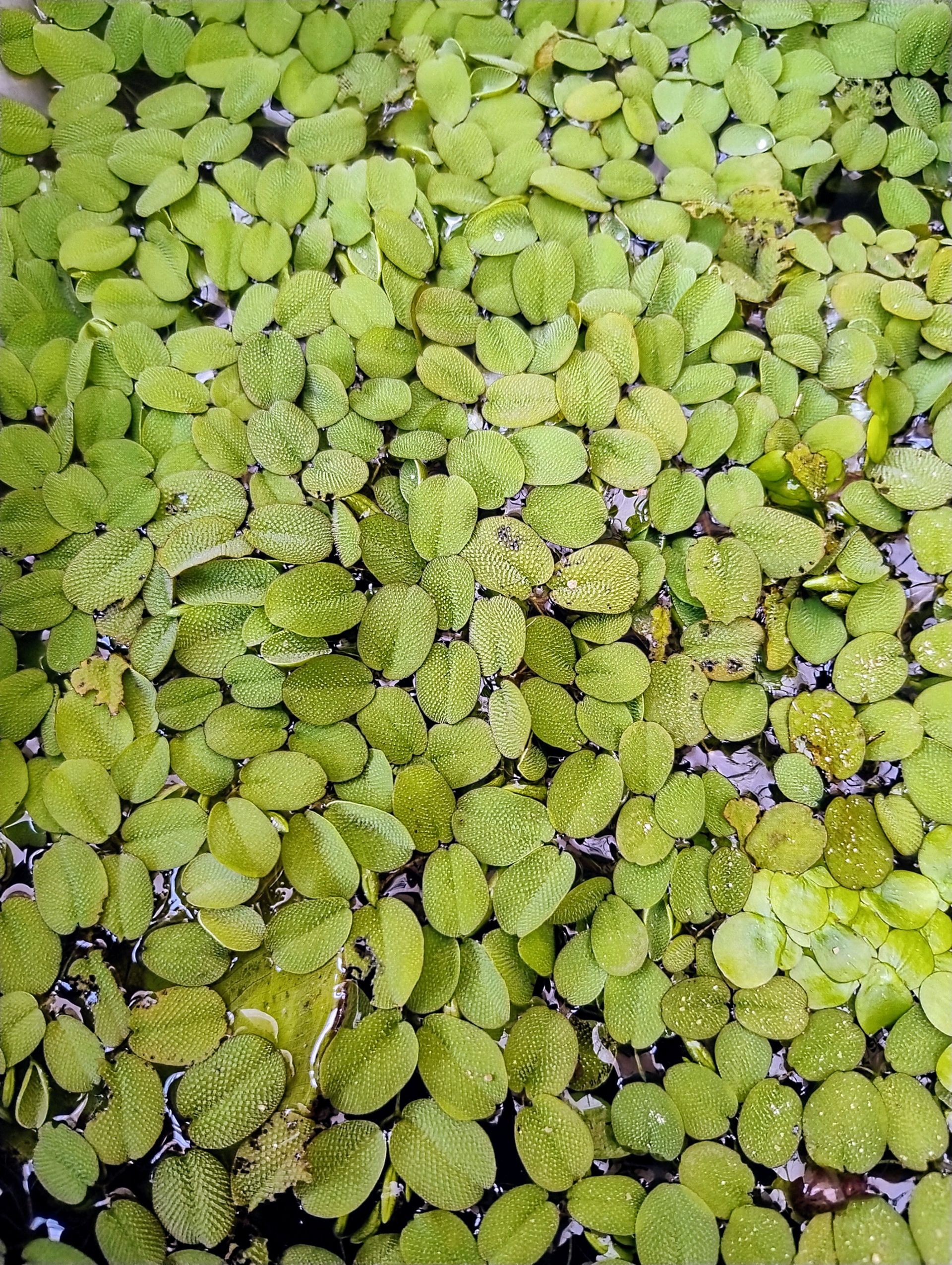salvinia natans