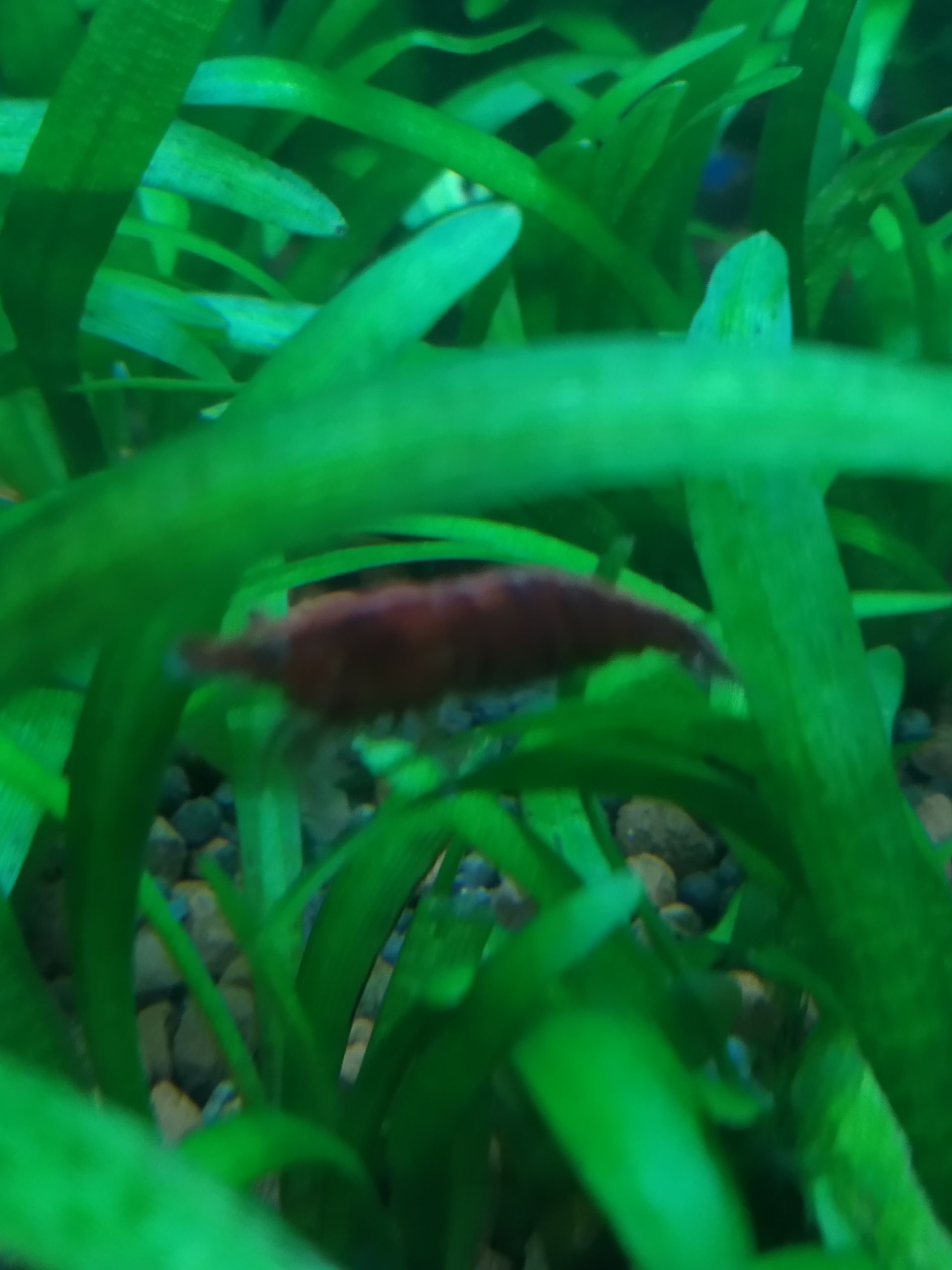 krevetky červené rodu neocaridina