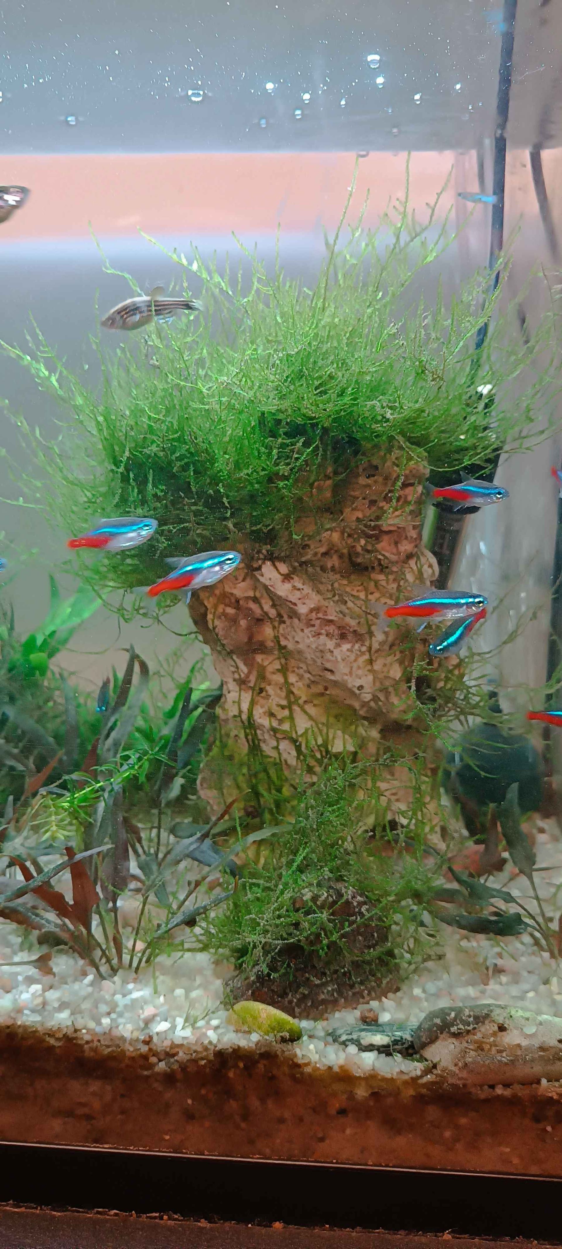 Jávský mech - (Taxiphyllum barbieri) - Vyprodáno