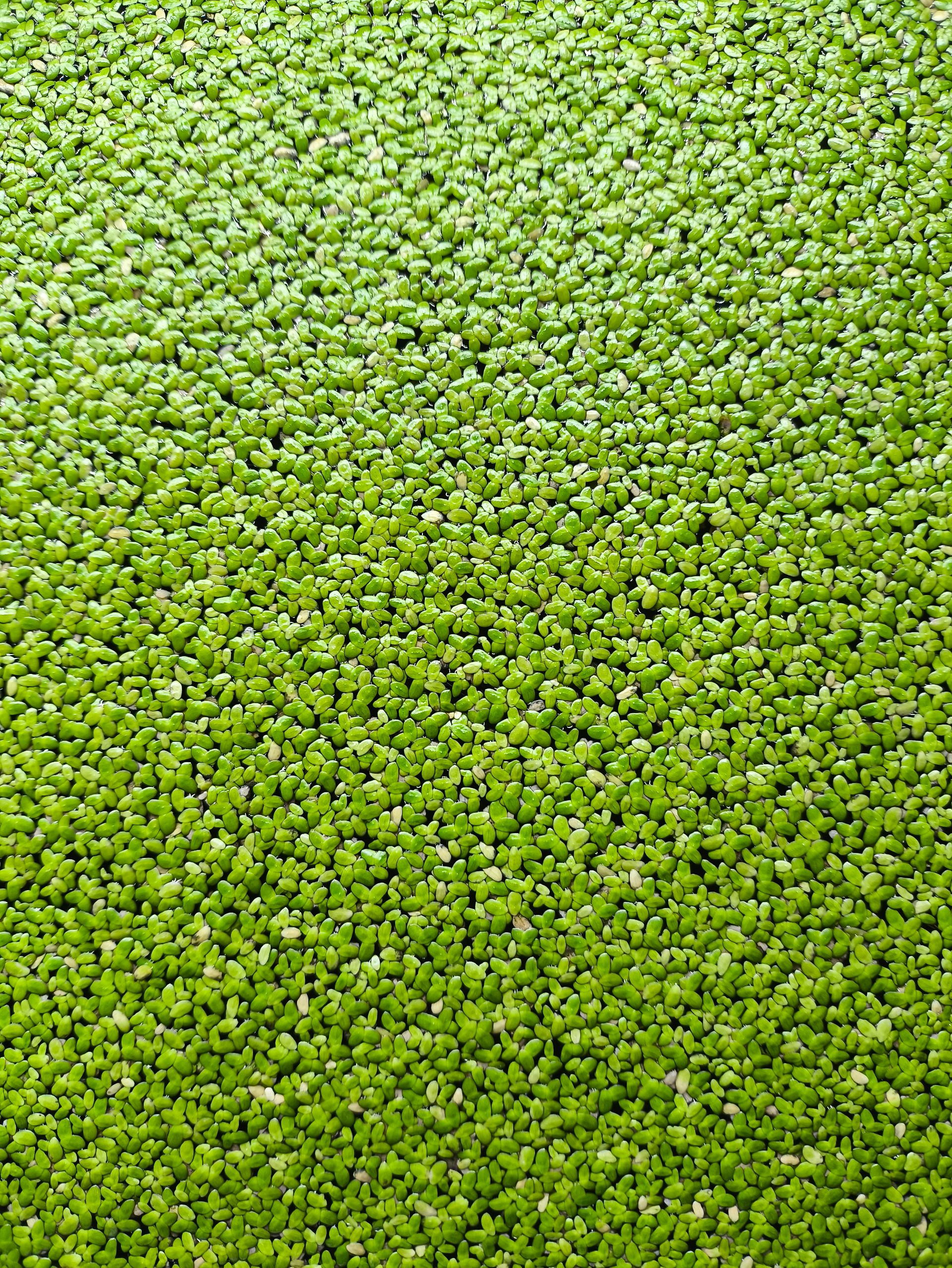 Okřehek malý - Lemna minor