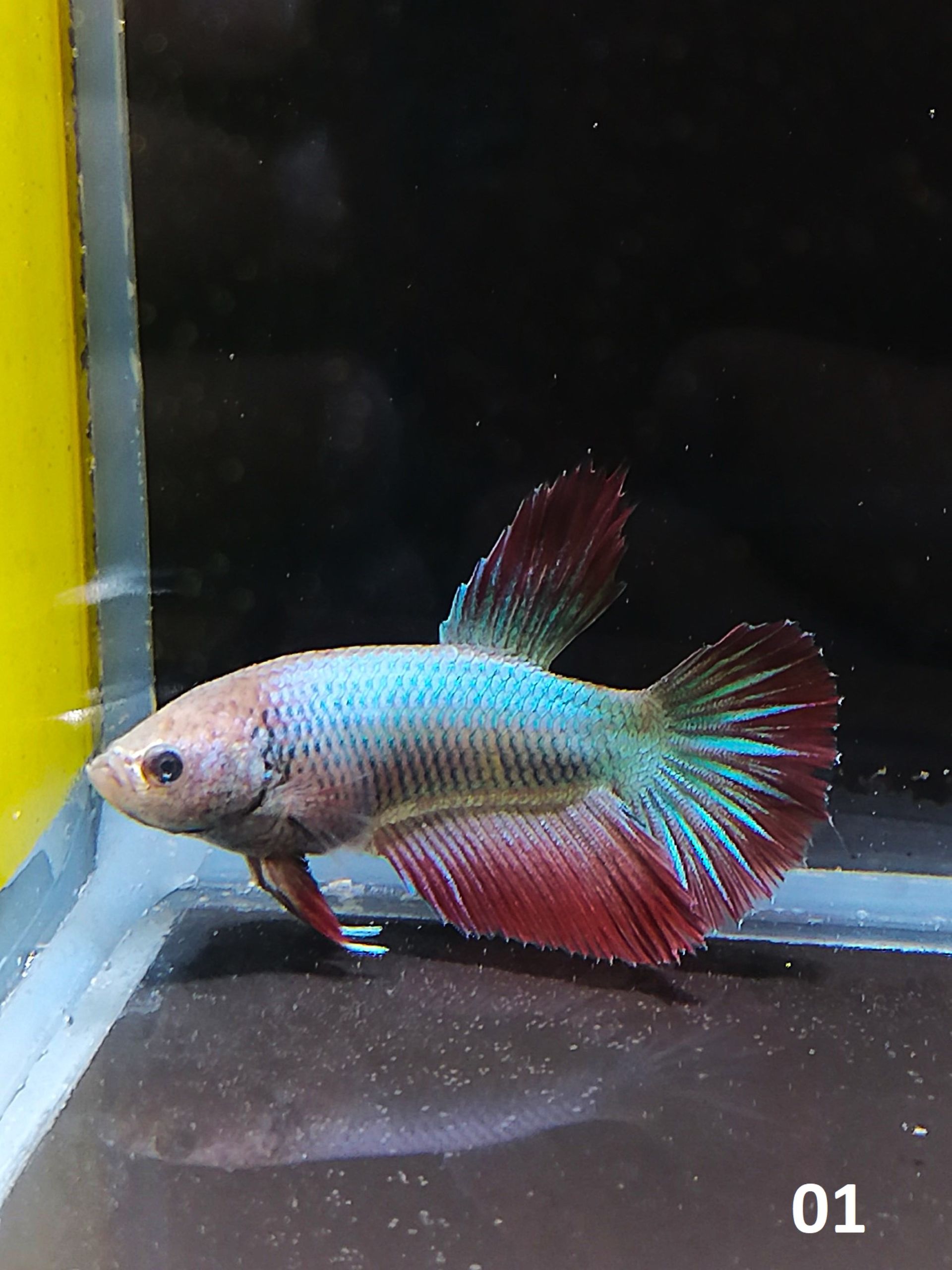 Betta Splendens - Males & Females