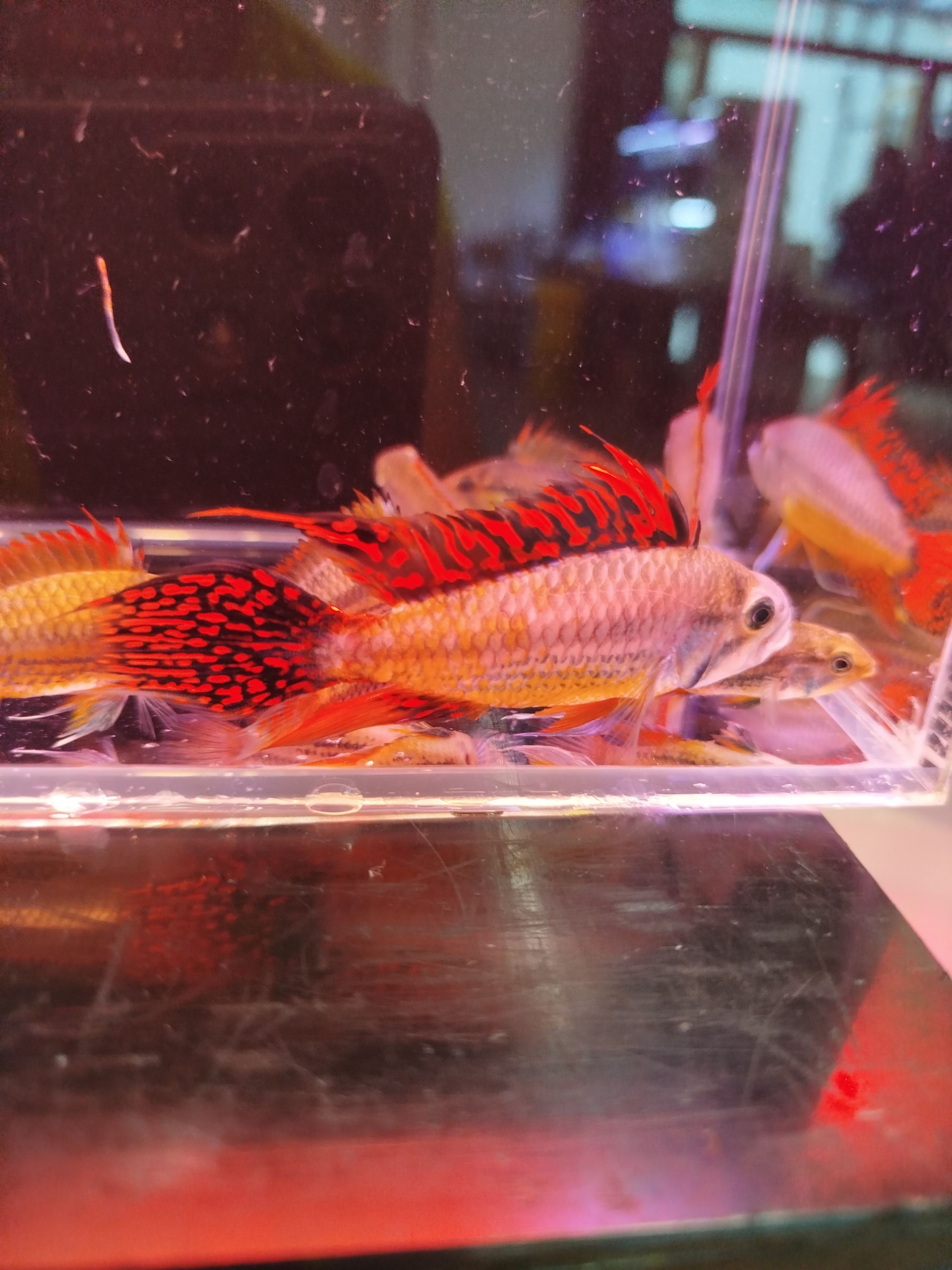 Apistogramma
