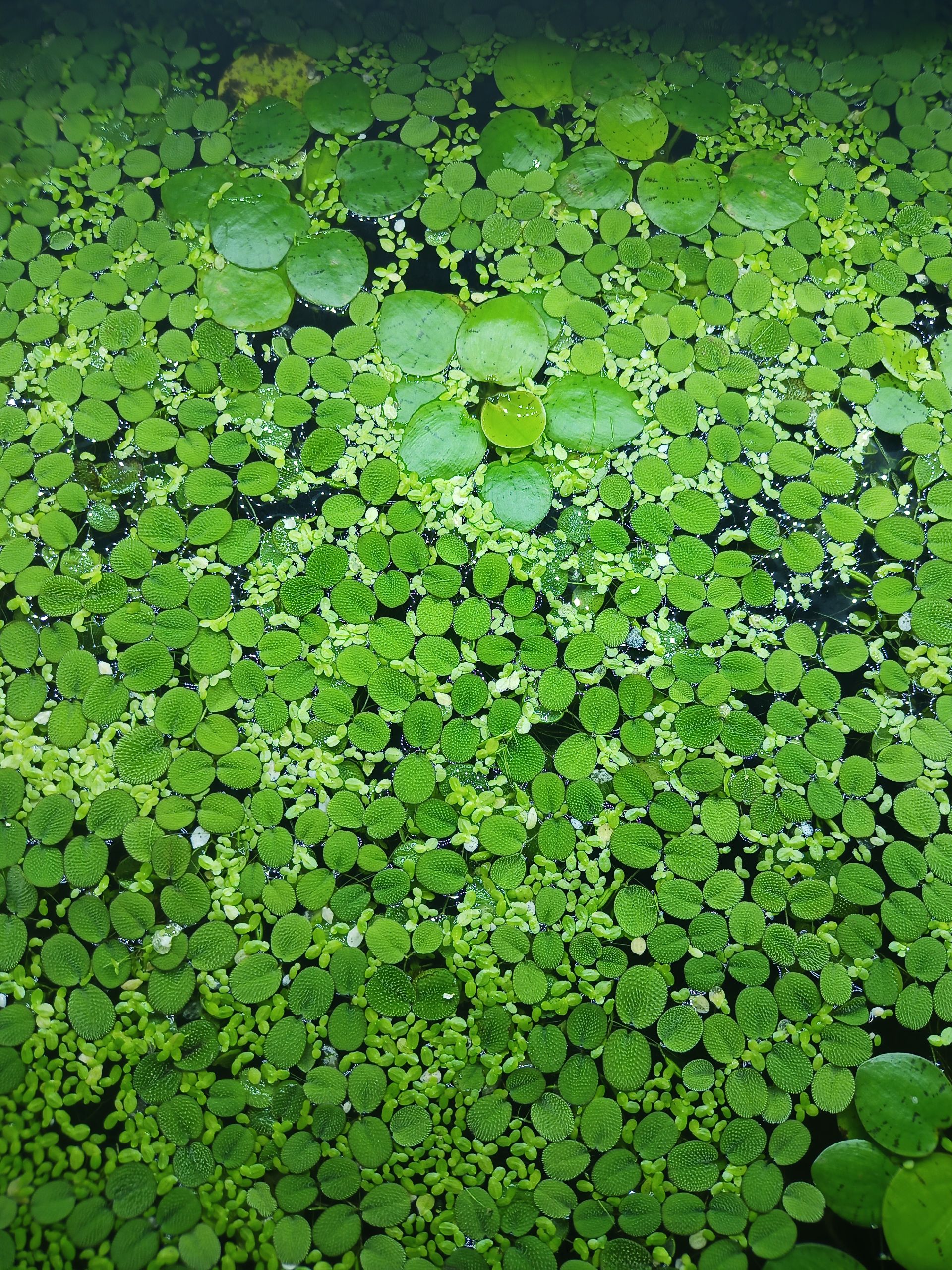 plovoucí rostliny mix