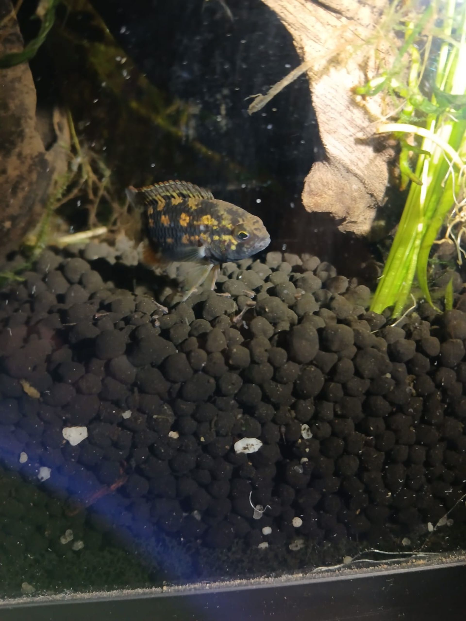 dospělá samice s mladými