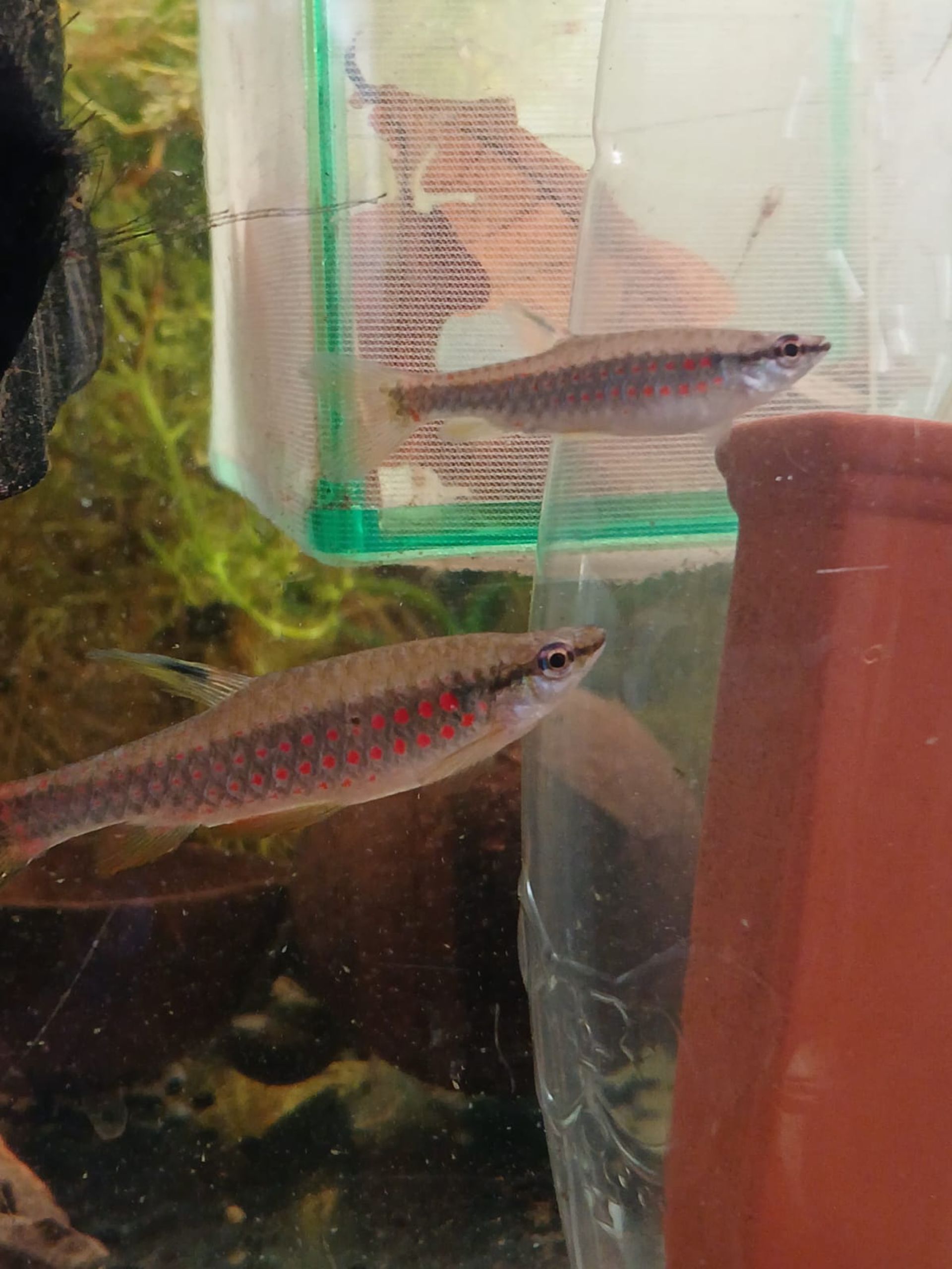 Nabízím Pyrrhulina laeta