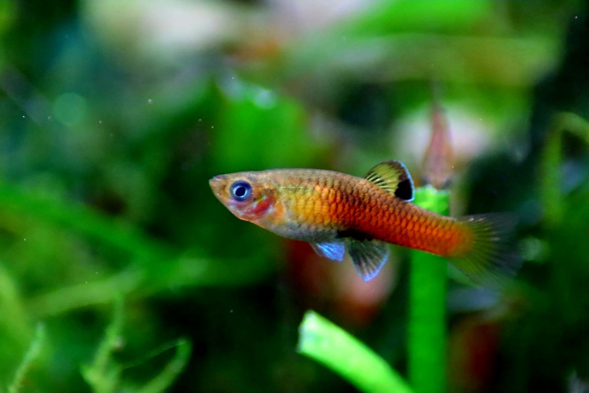 Costa Rican shortfin (Phallichthys Tico)