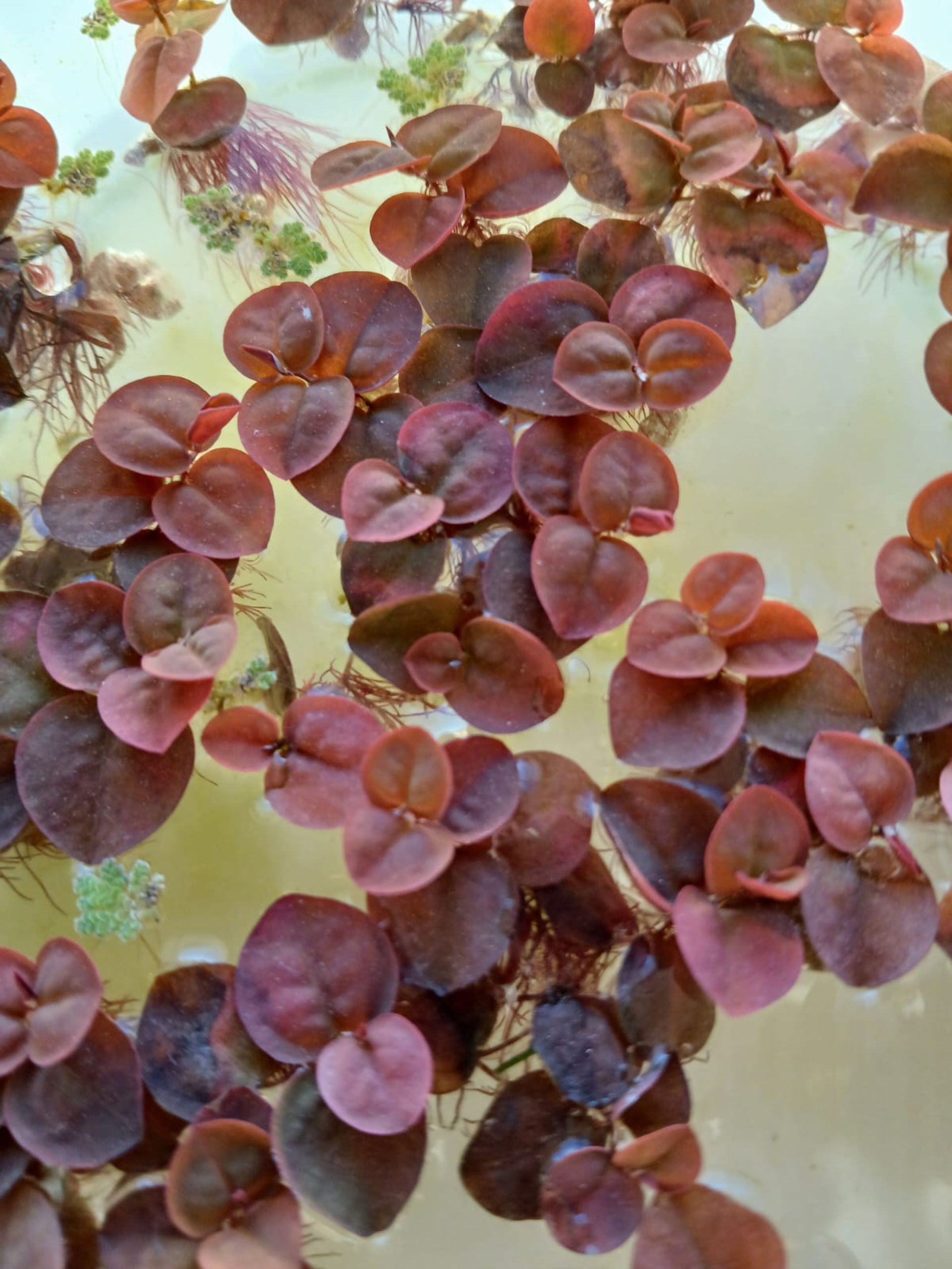 červený phyllanthus fluitans