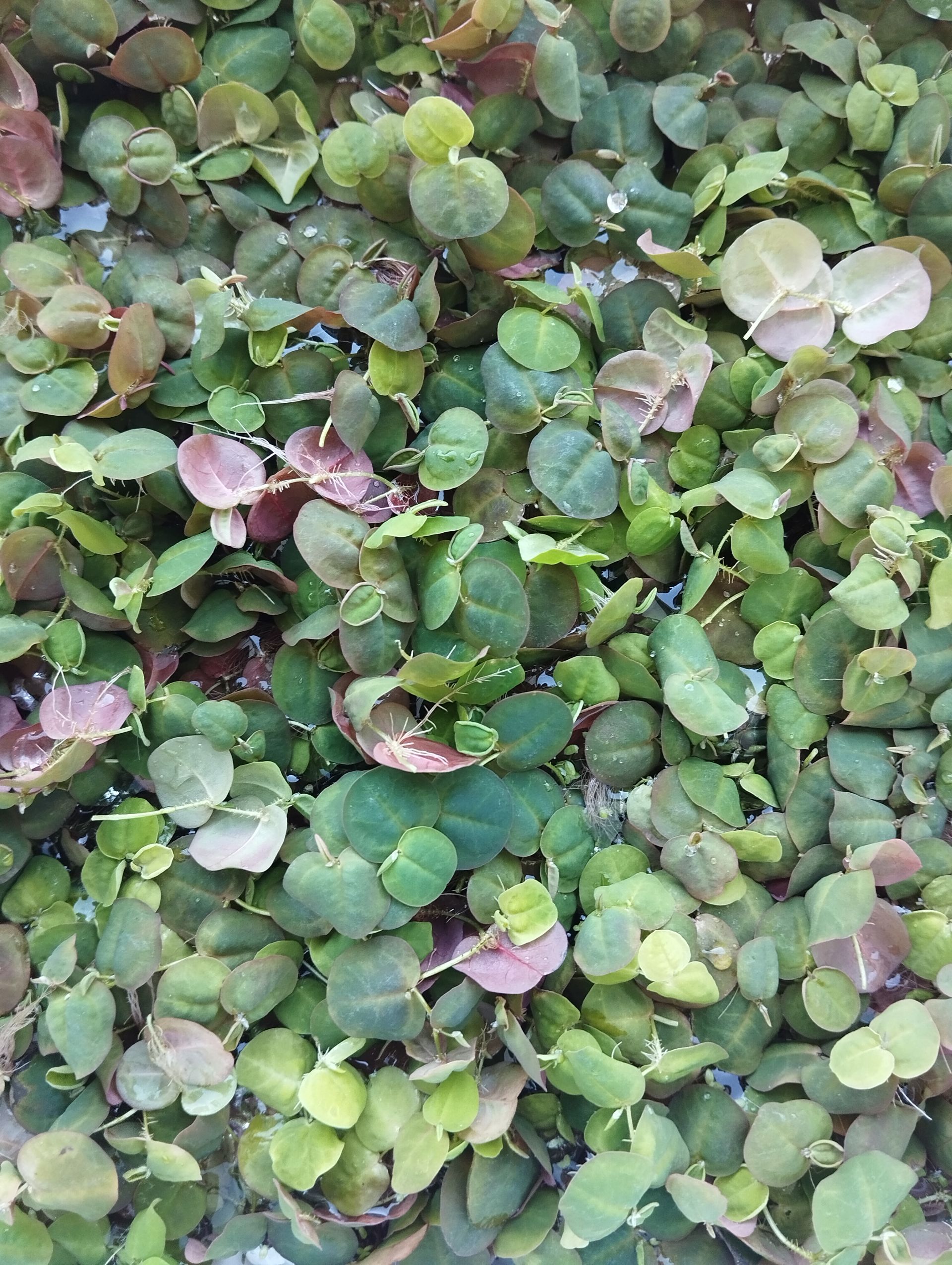 zelený phyllanthus fluitans