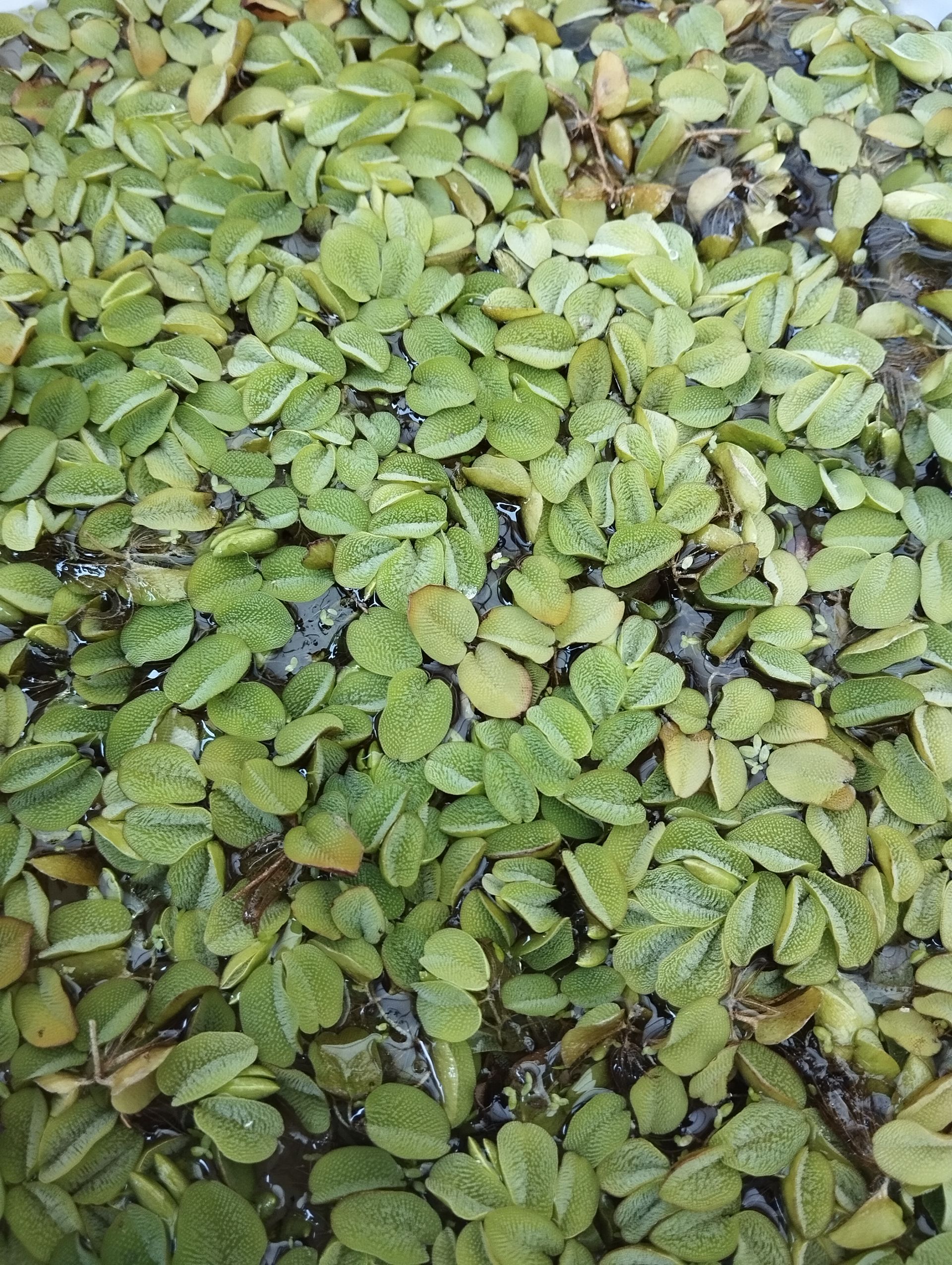 salvinia natans
