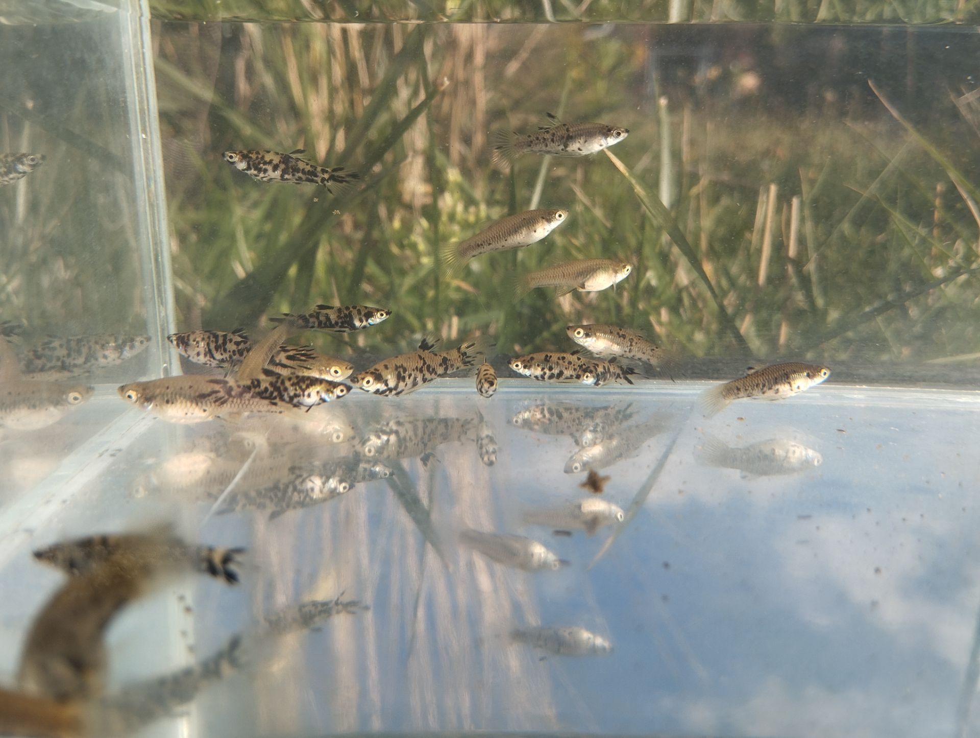 Ponúkam živorodky škvrnité/rybičky kropenaté - Phalloceros caudimaculatus reticulatus.