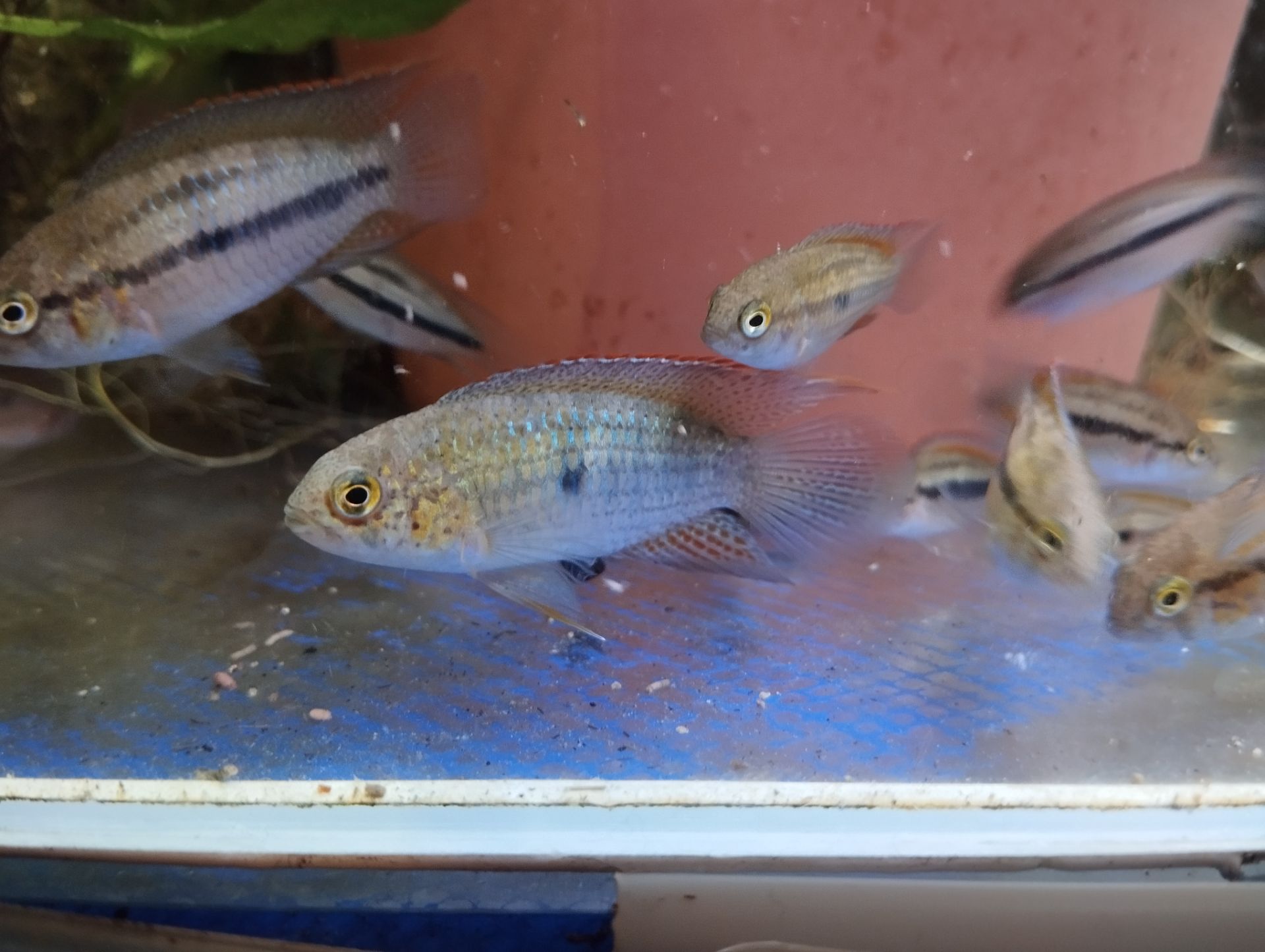 Nabízím akarky zlatohlavé - Nannacara aureocephalus