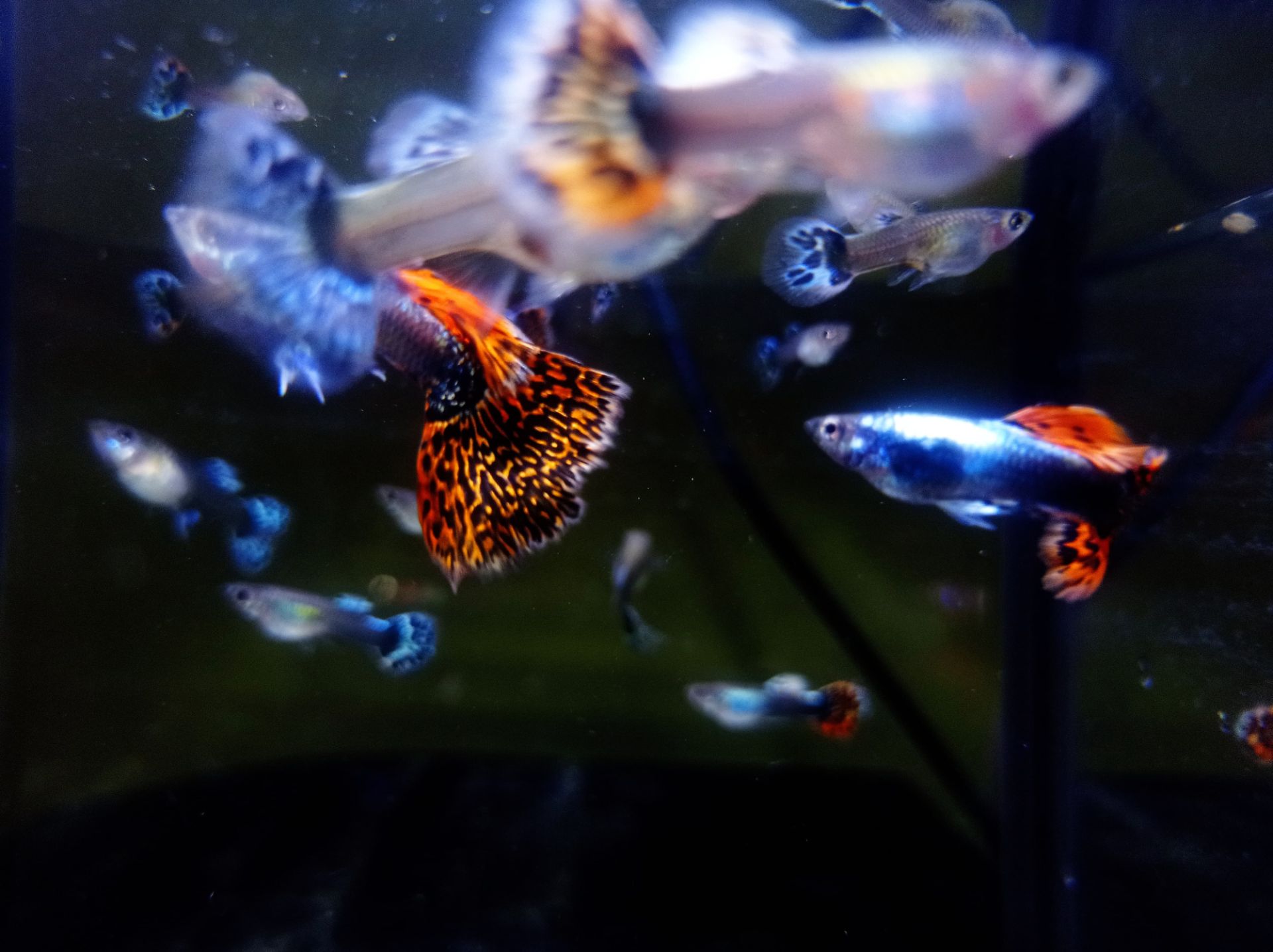 Poecilia reticulata - Red Mosaic Dumbo Ear