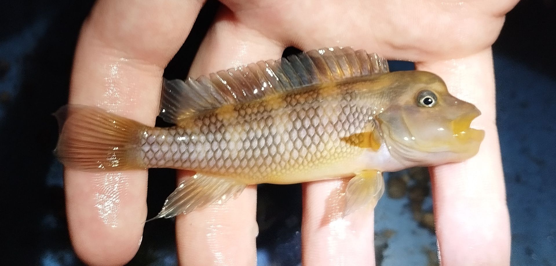 Steatocranus gibbiceps - samice