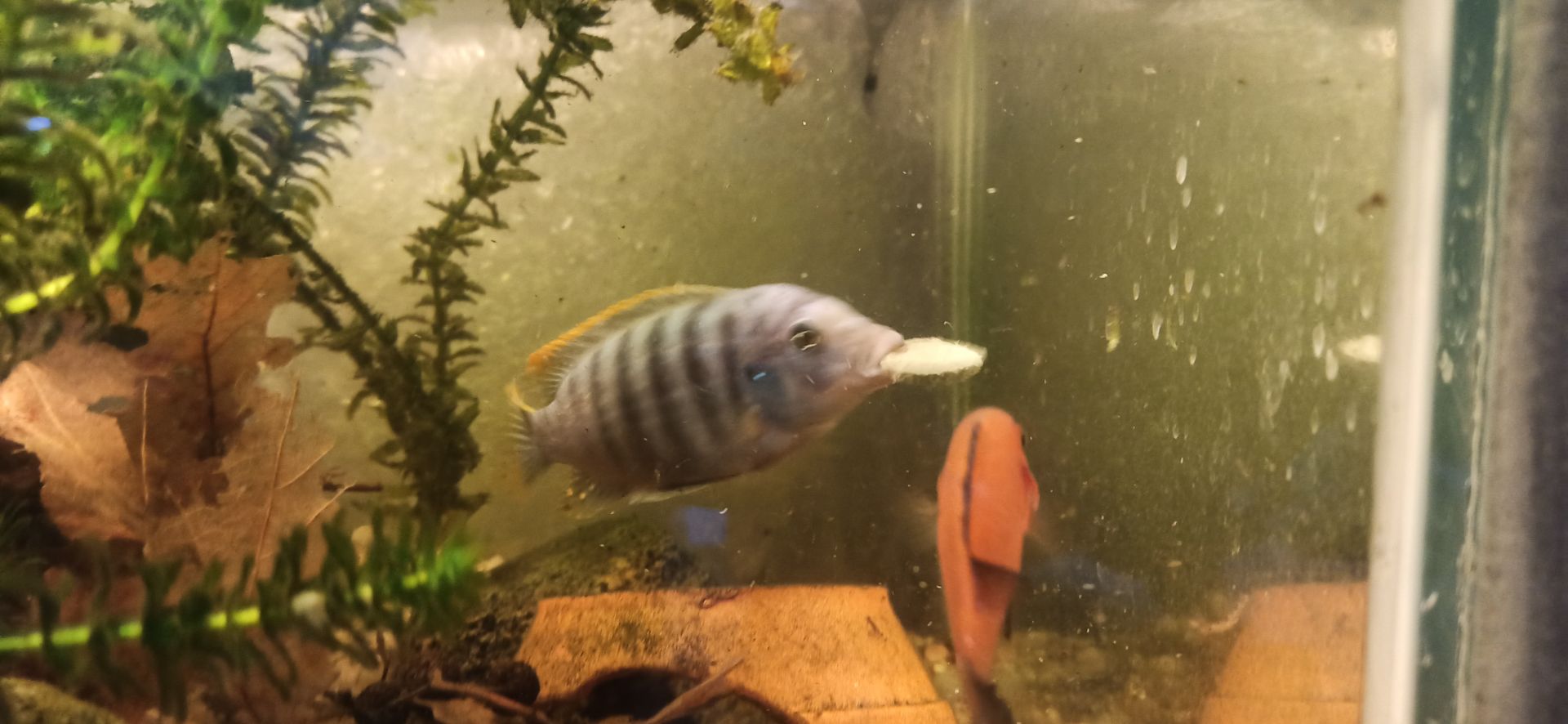 Labidochromis Honghi - Švéd