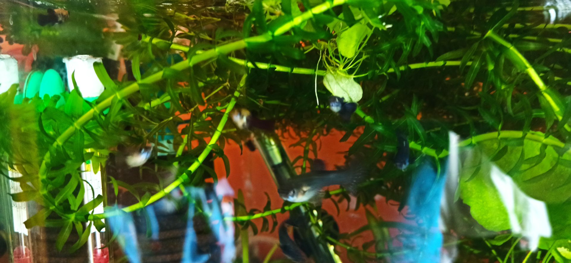 Egeria  Densa 