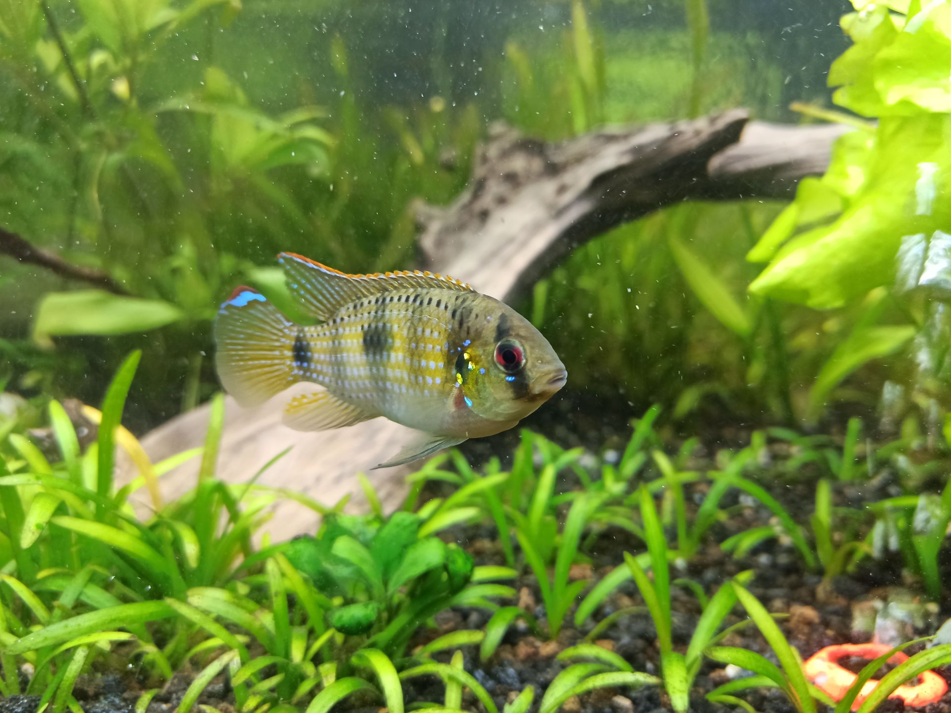 Anomalochromis Thomasi - Pestřenec Thomasův 