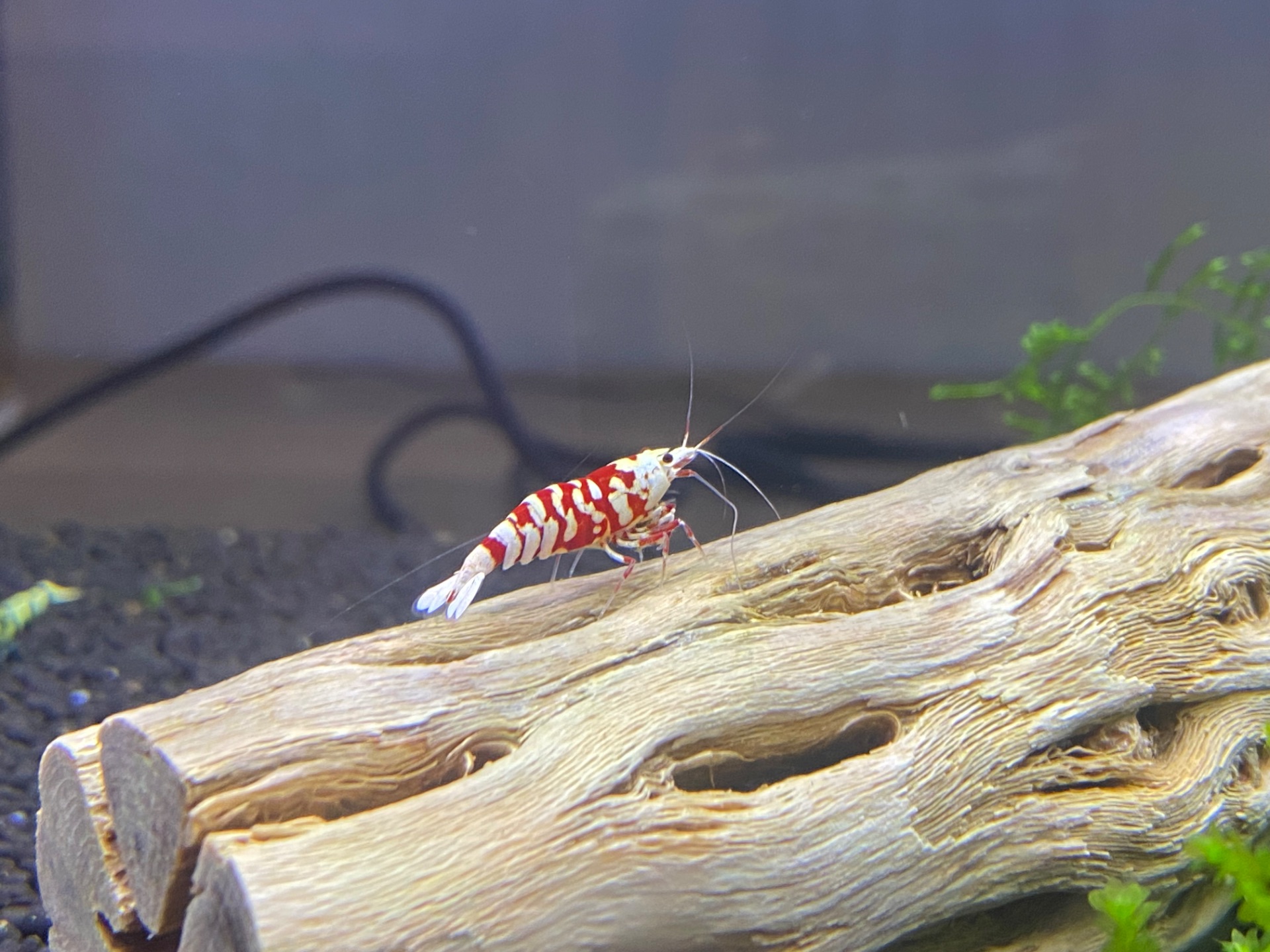 Krevetky Caridina Red Fancy Tiger