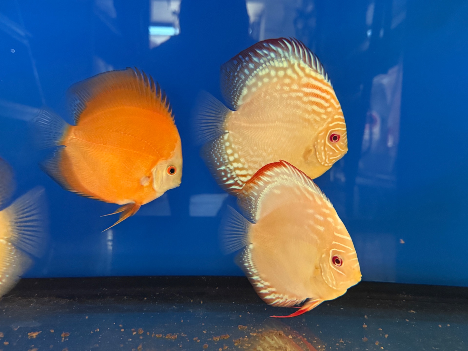 discus albino žlutaci. 