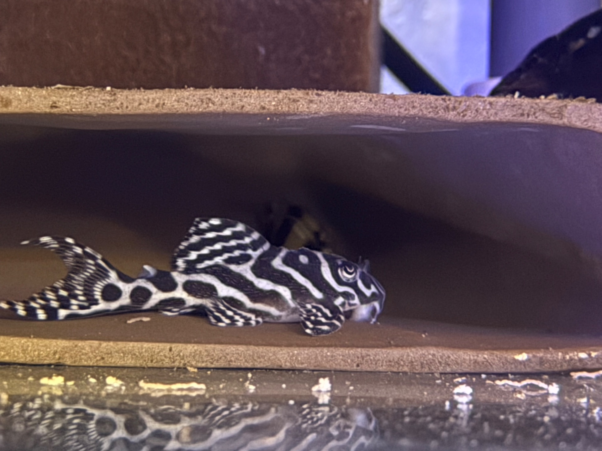 hypancitrus l 236, l399, l173, l 046 