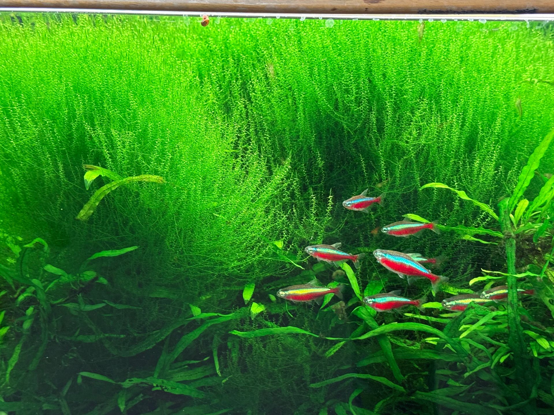 Jávský mech a microsorum pteropus ,,Phillipine" - křídlatku